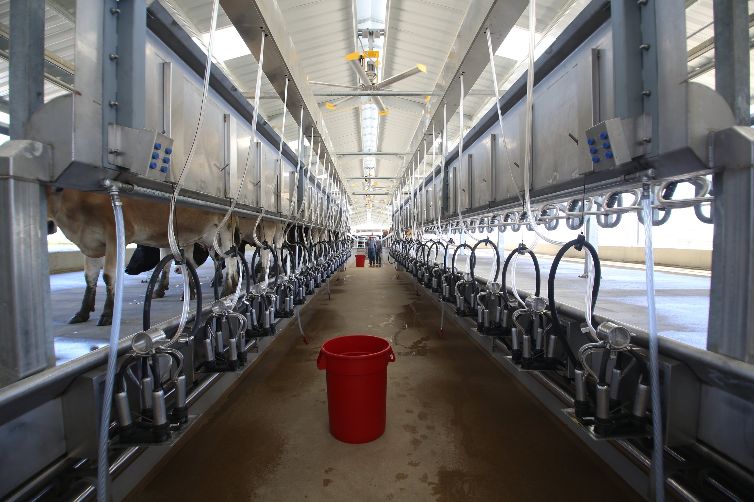 ARE RAW FARM DAIRY PRODUCTS A2? — RAW FARM usa