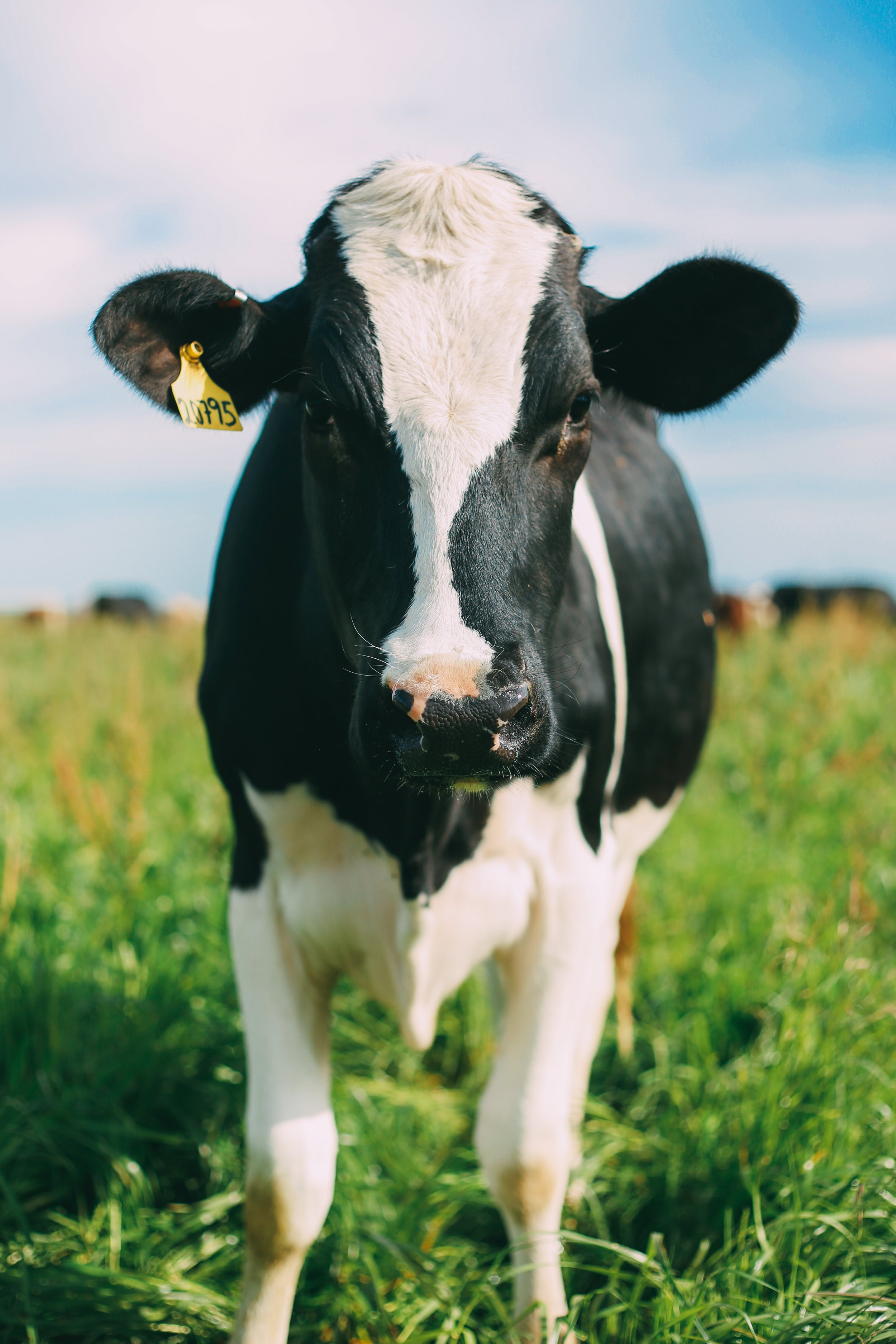 (11) FUN FACTS I BET YOU DIDN T KNOW ABOUT COWS RAW FARM usa (11) FUN FACTS I BET YOU DIDN T KNOW ABOUT COWS RAW FARM usa