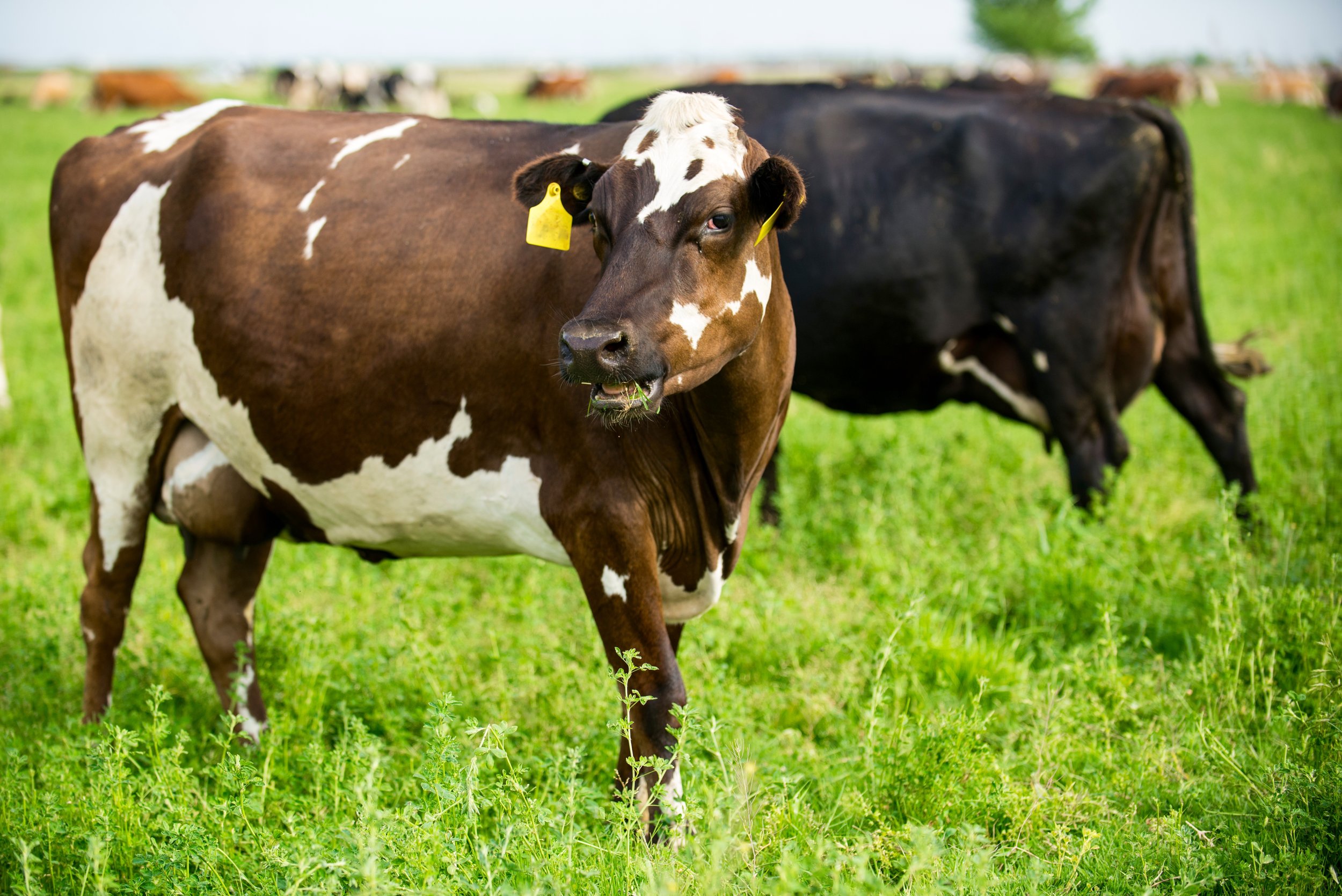 (11) FUN FACTS I BET YOU DIDN’T KNOW ABOUT COWS! — RAW FARM usa