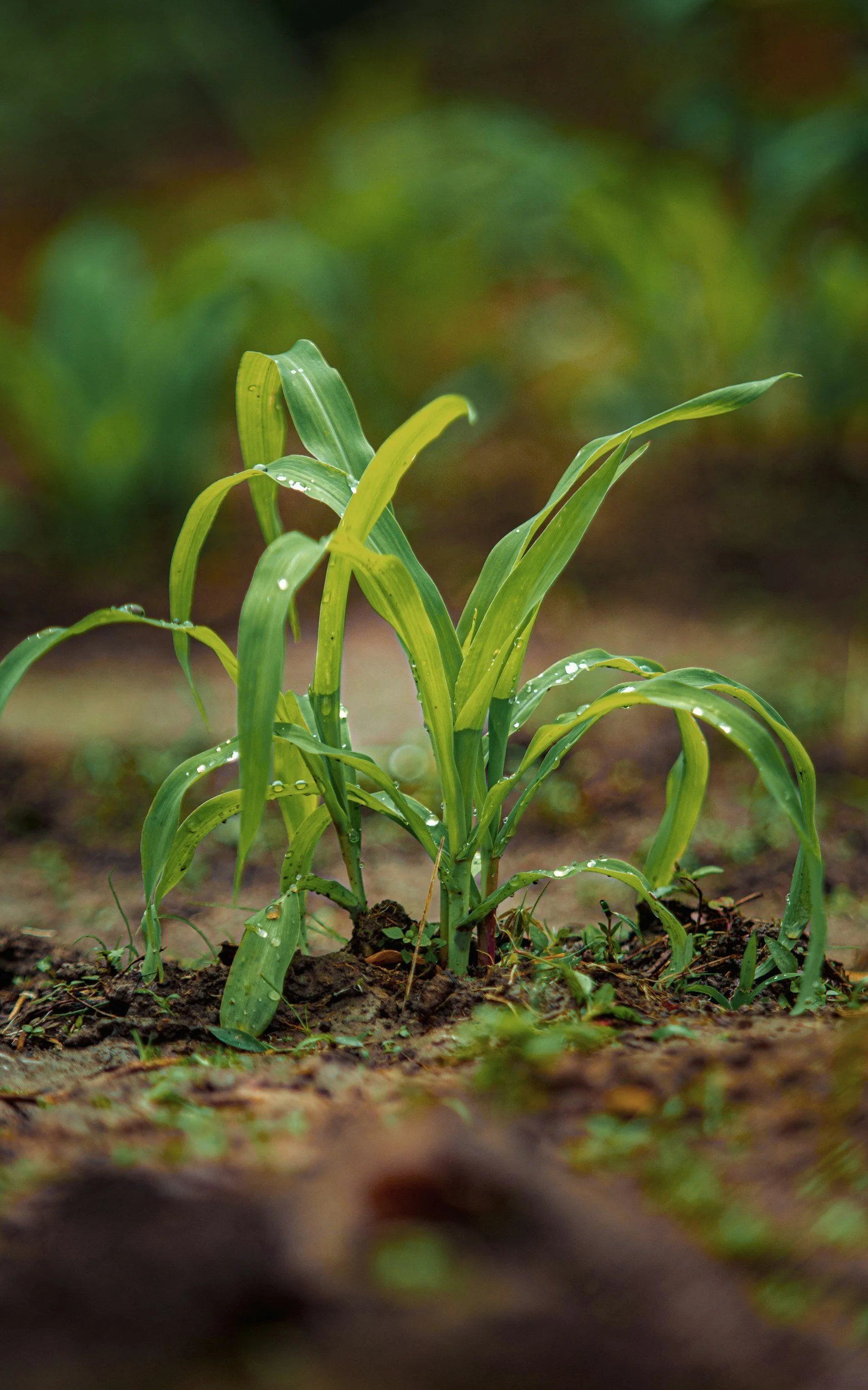 A young green corn plant growing in soil with raindrops on its leaves.
