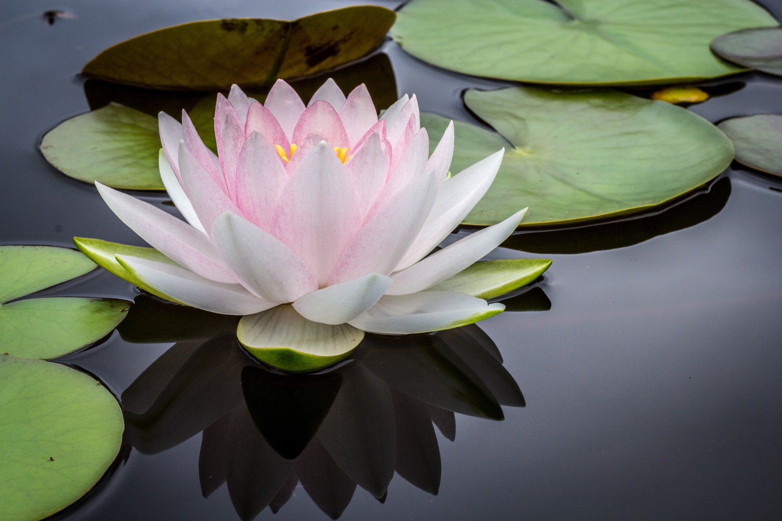 The knowledge of love