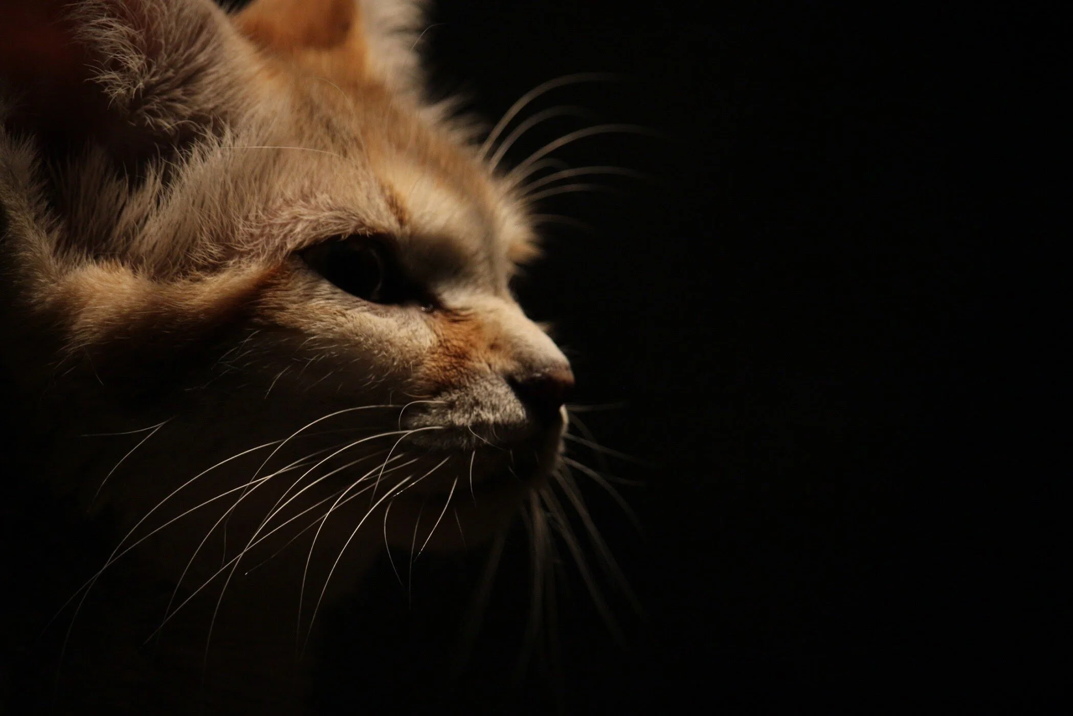 Lincoln Park Zoo - Chicago, IL