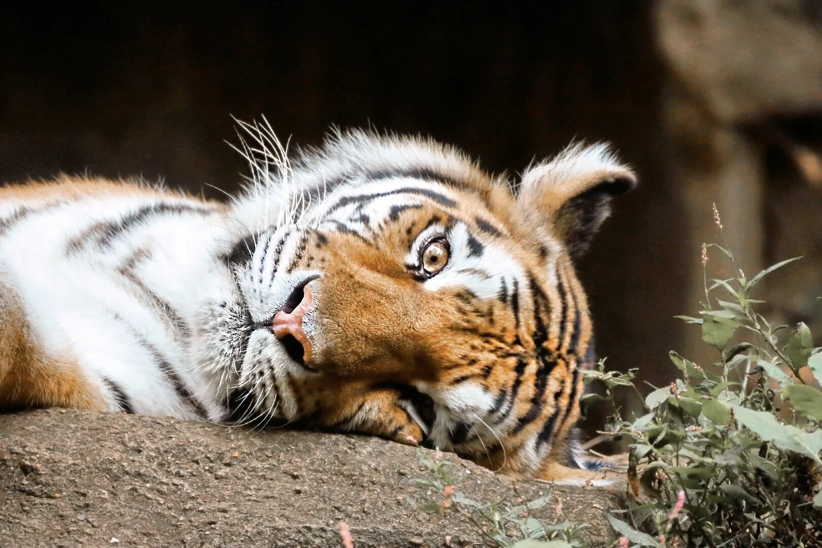 Pittsburgh Zoo & PPG Aquarium