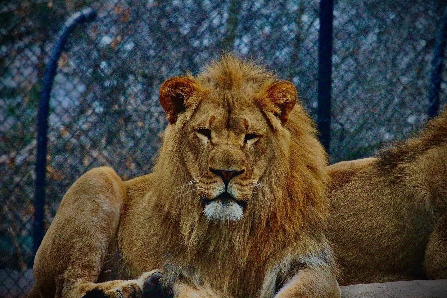 Henry Villas Zoo - Madison, WI