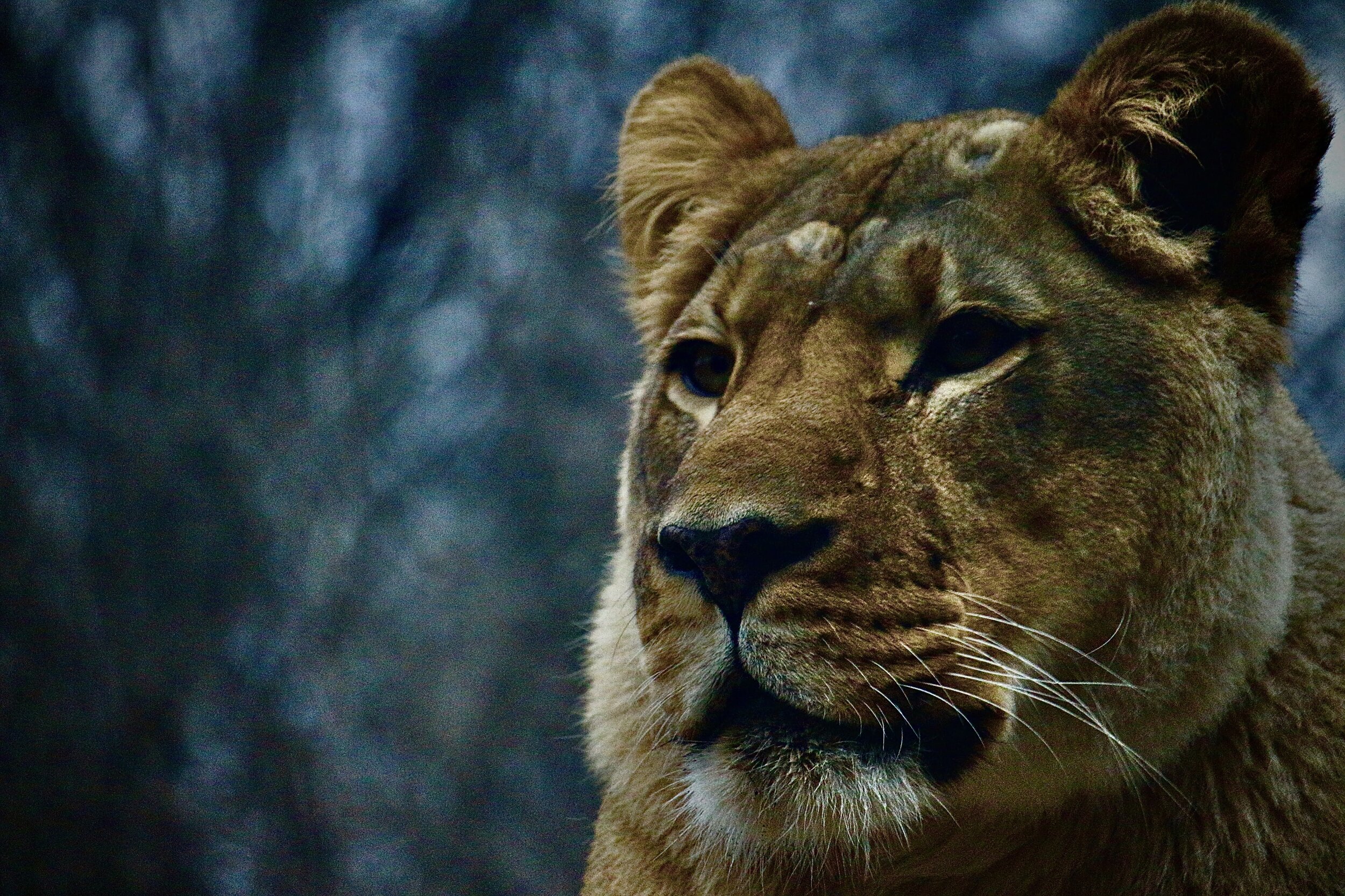 Henry Villas Zoo - Madison, WI