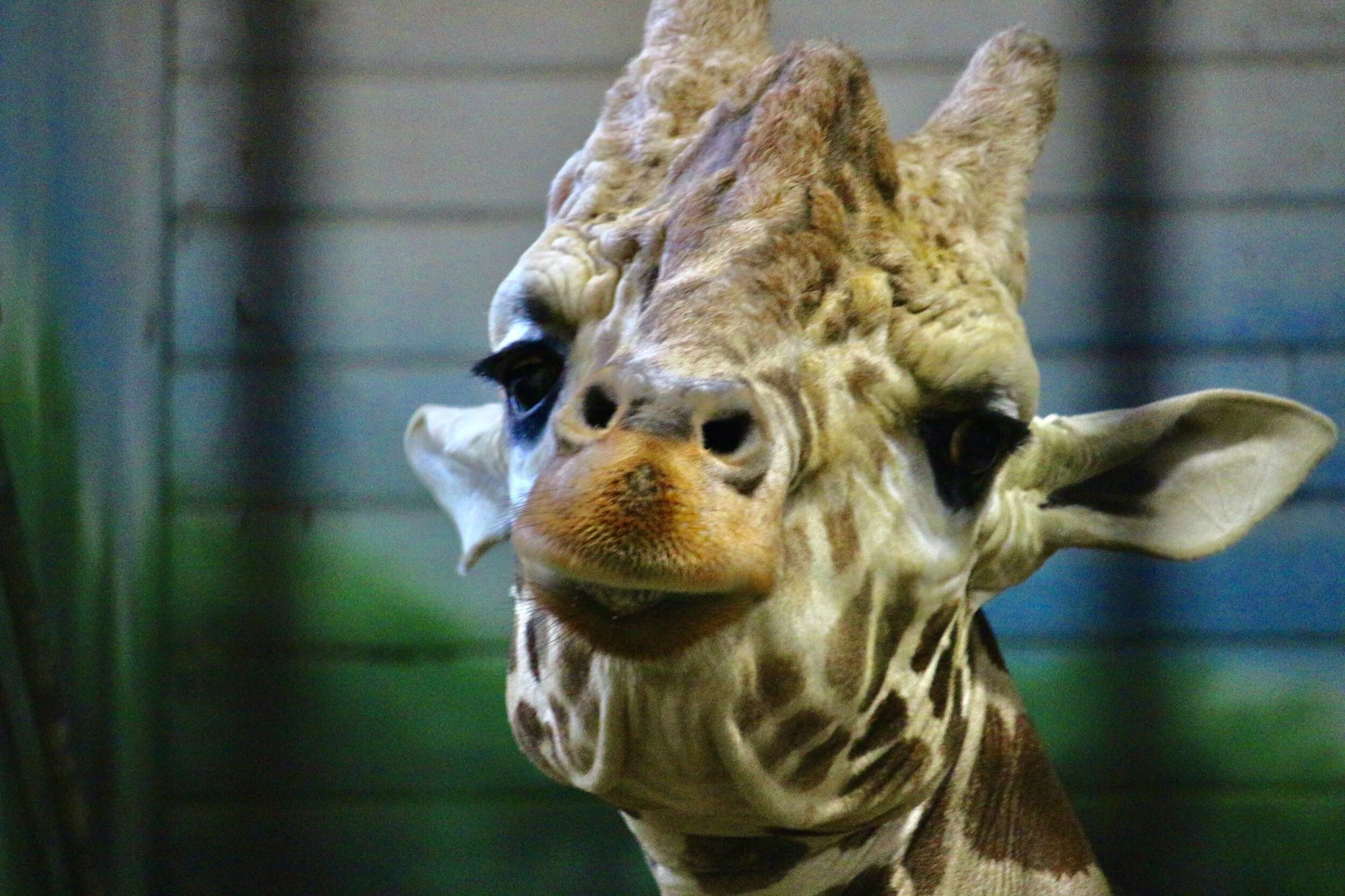 Henry Villas Zoo - Madison, WI