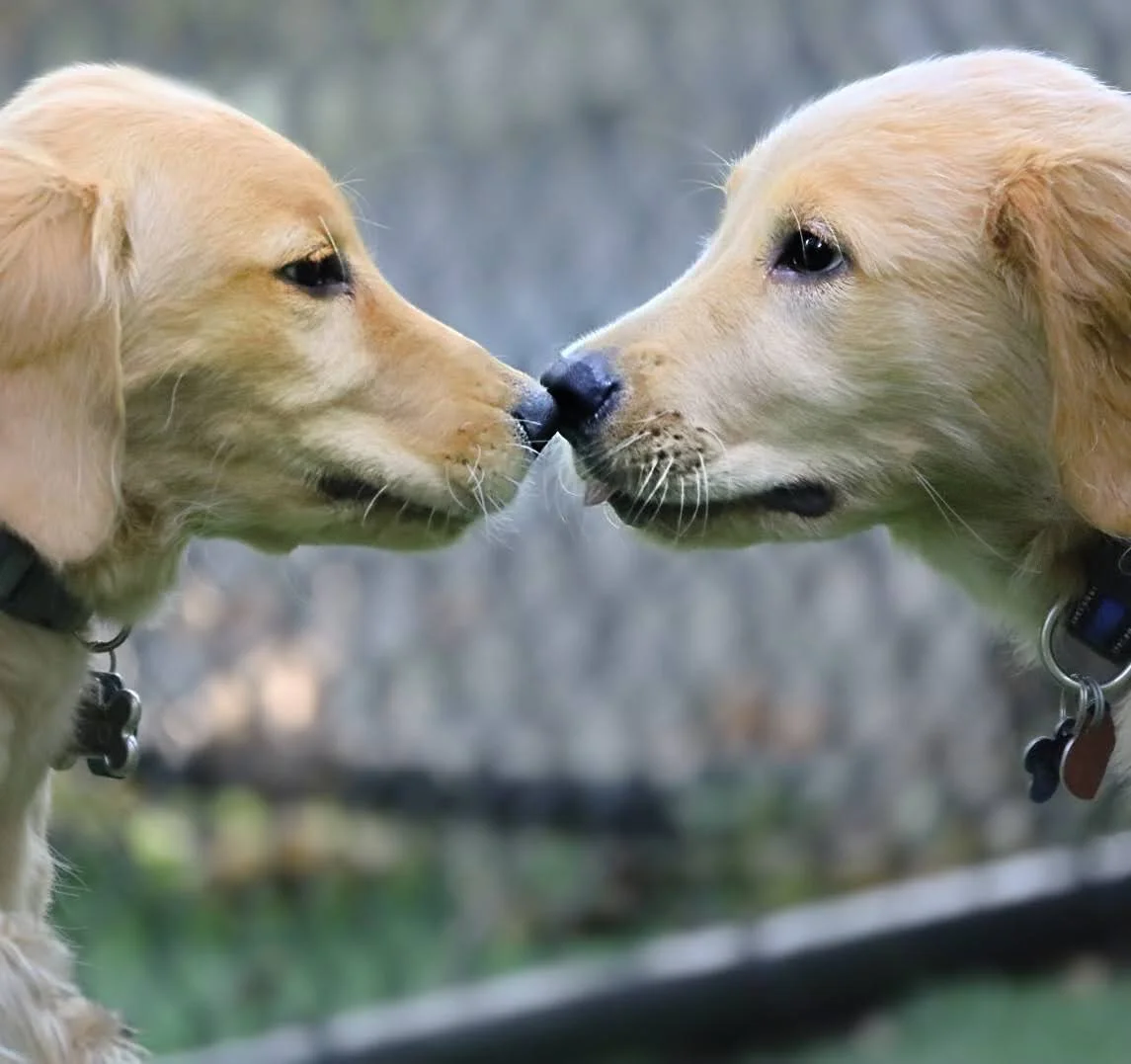 Dog Park - Wexford, PA