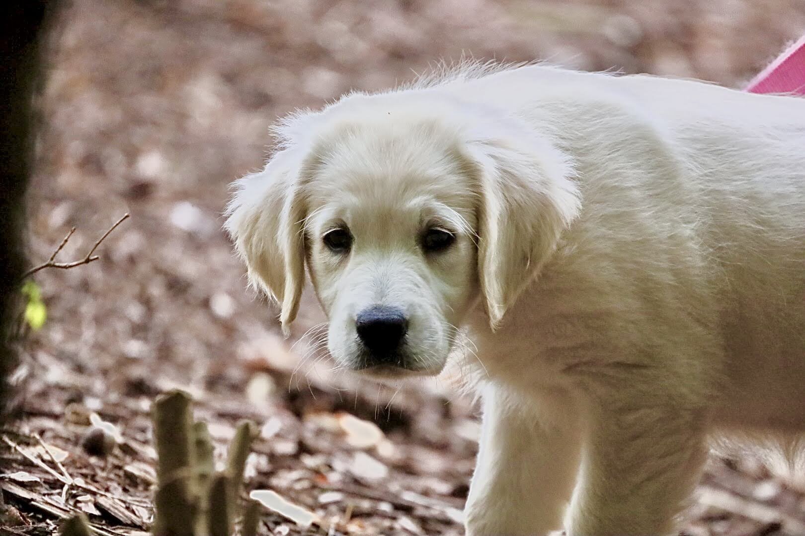 Dog Park - Wexford, PA