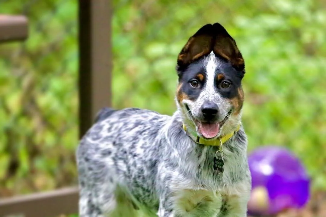 Dog Park - Wexford, PA