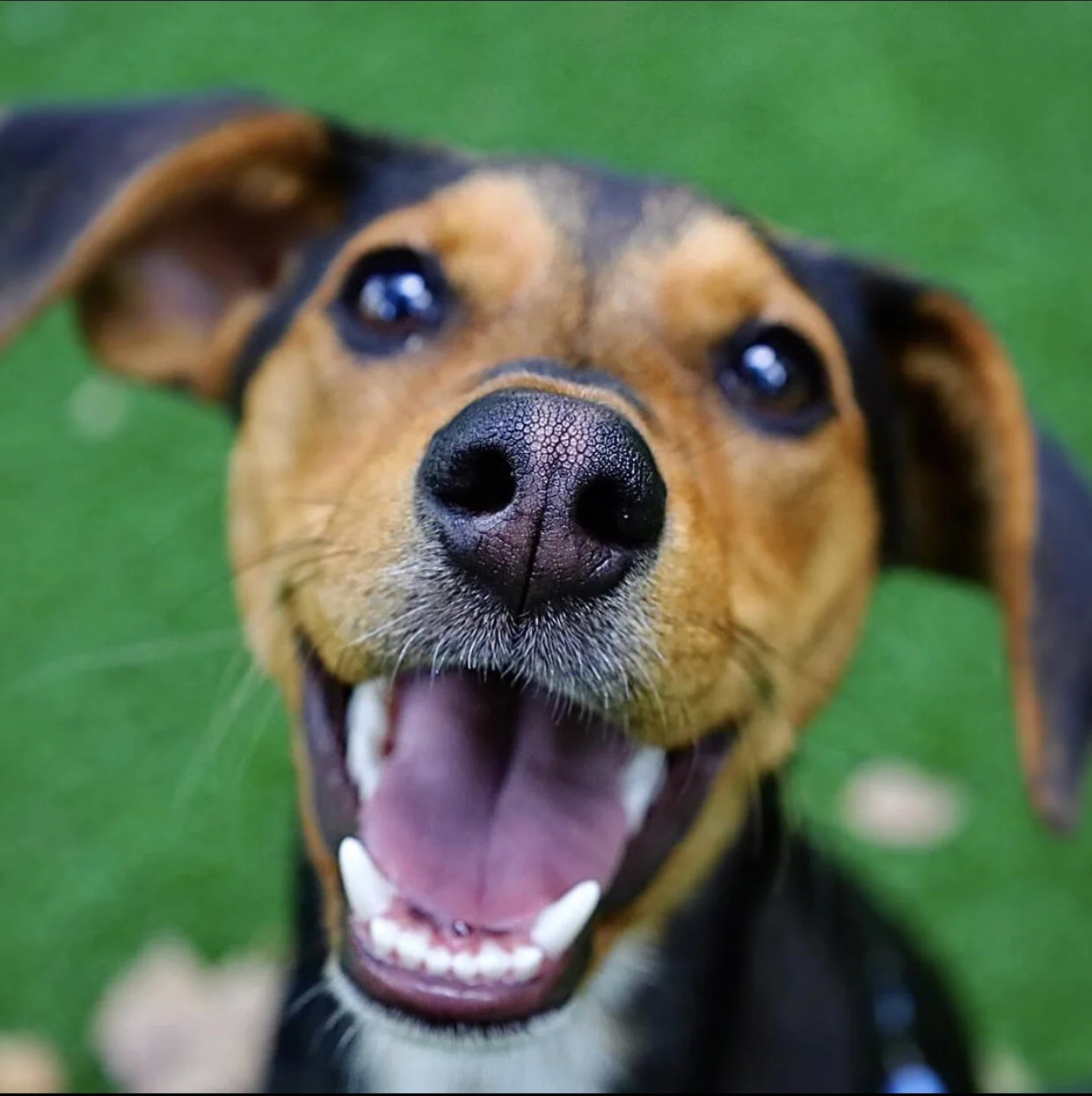 Dog Park - Wexford, PA