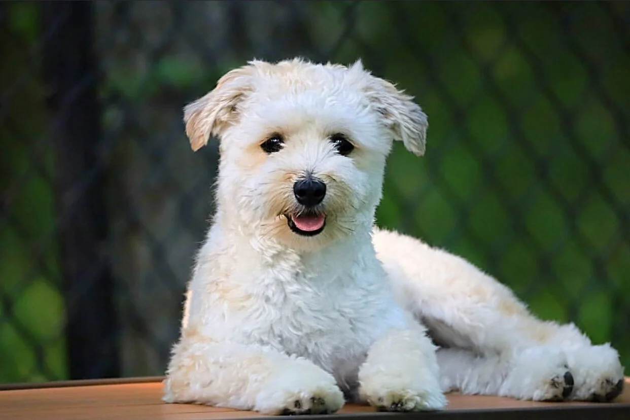 Dog Park - Wexford, PA