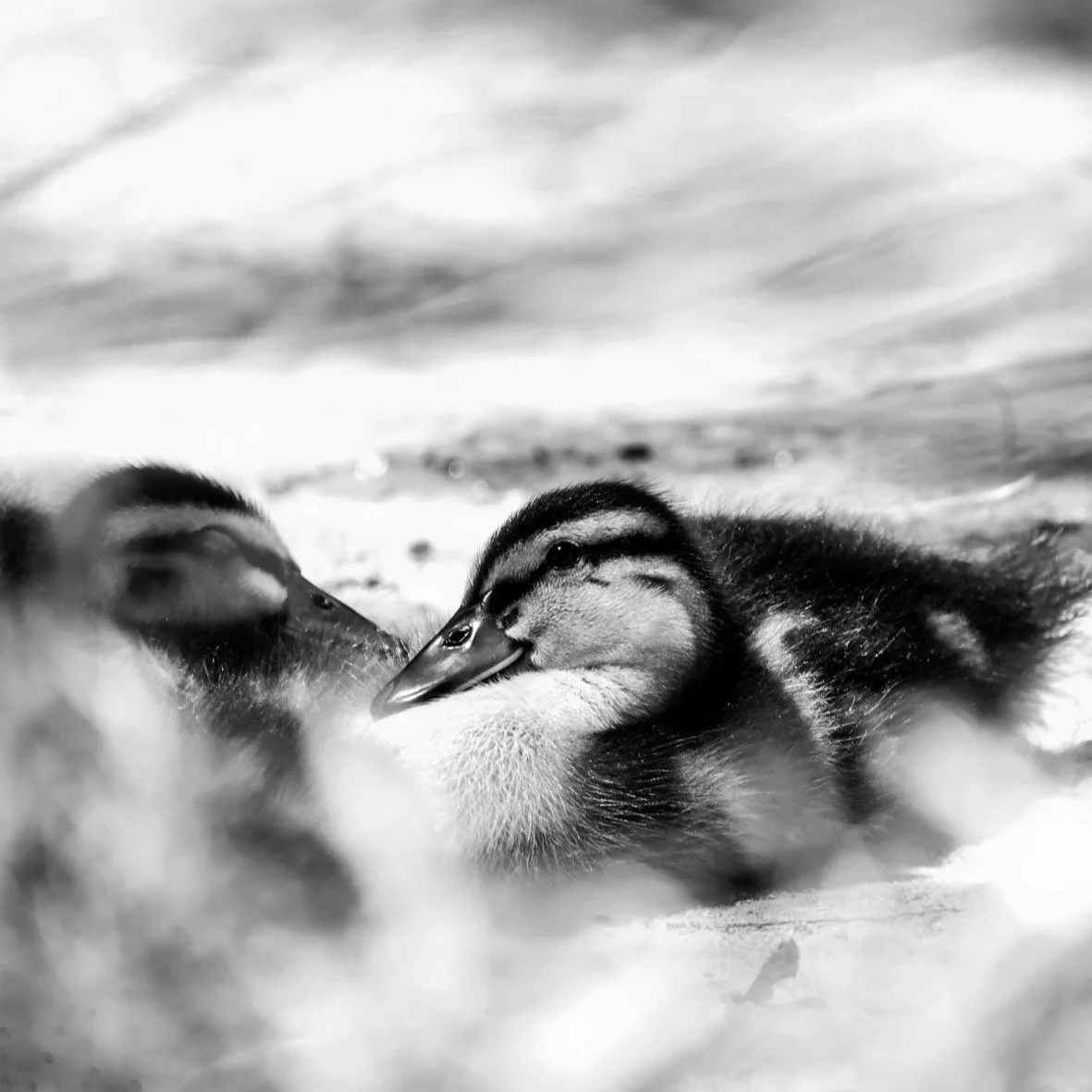 Sweet little ducklings