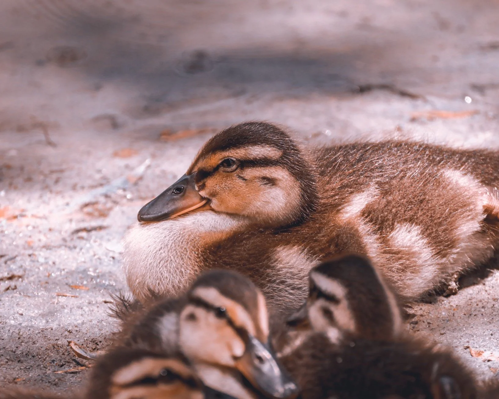 Sweet little ducklings