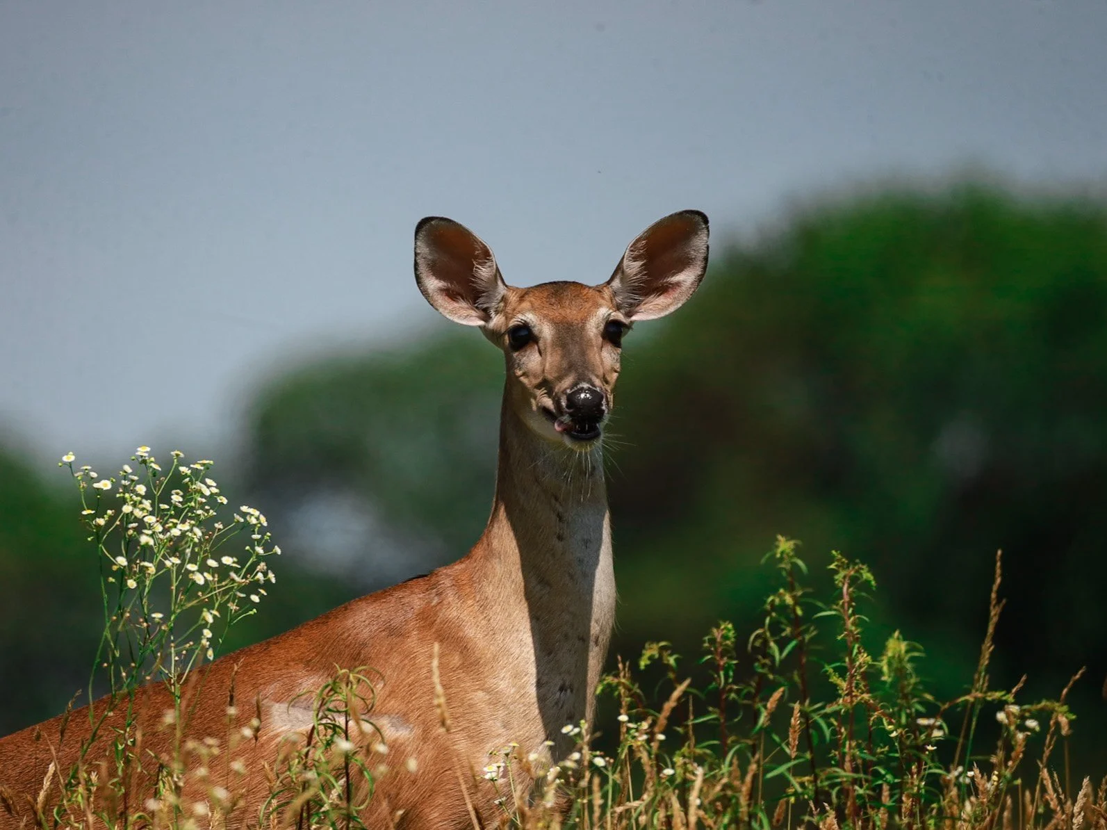 Civil War field with beautiful life