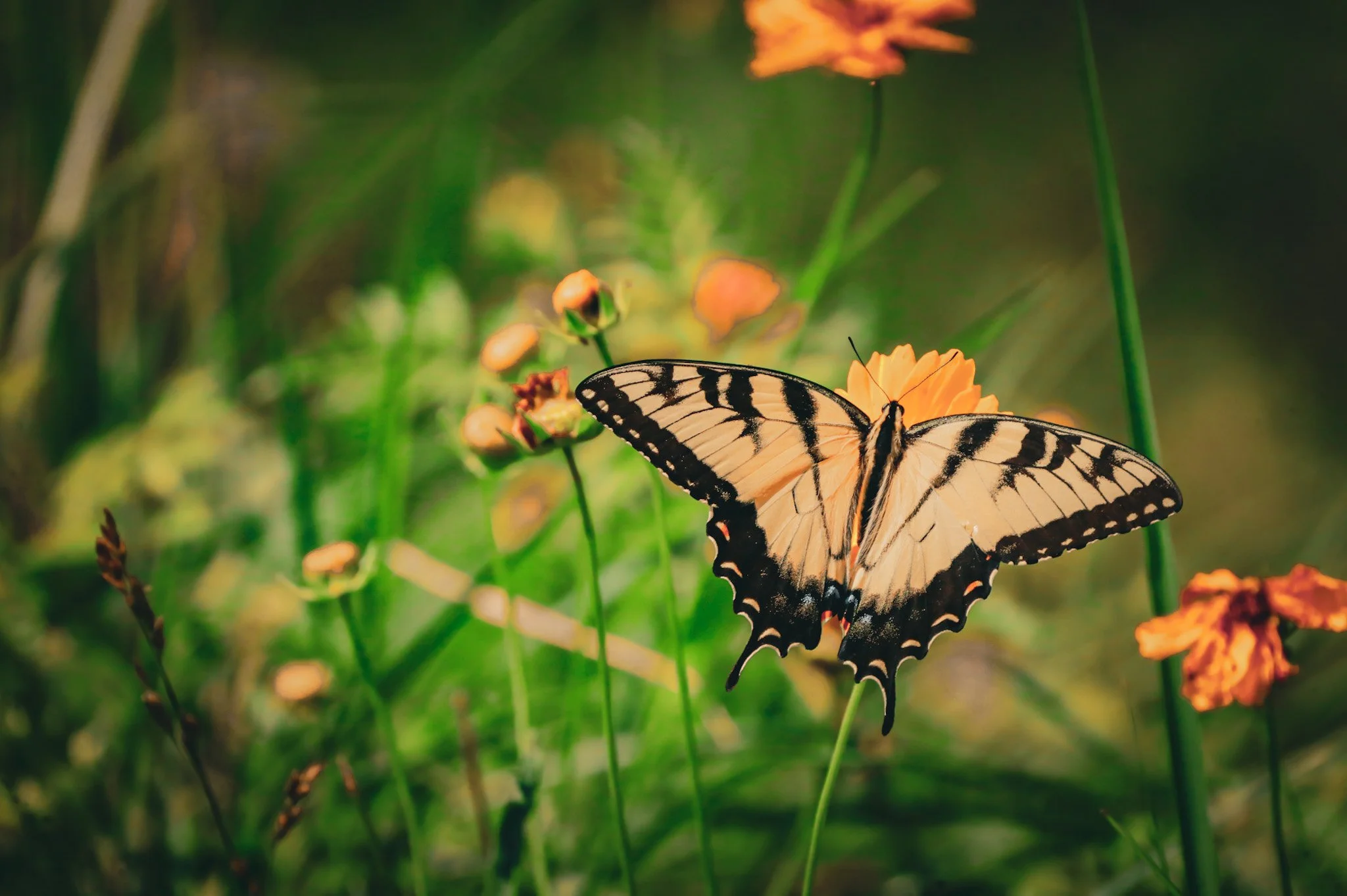 Civil War battlefield with beautiful butterfly