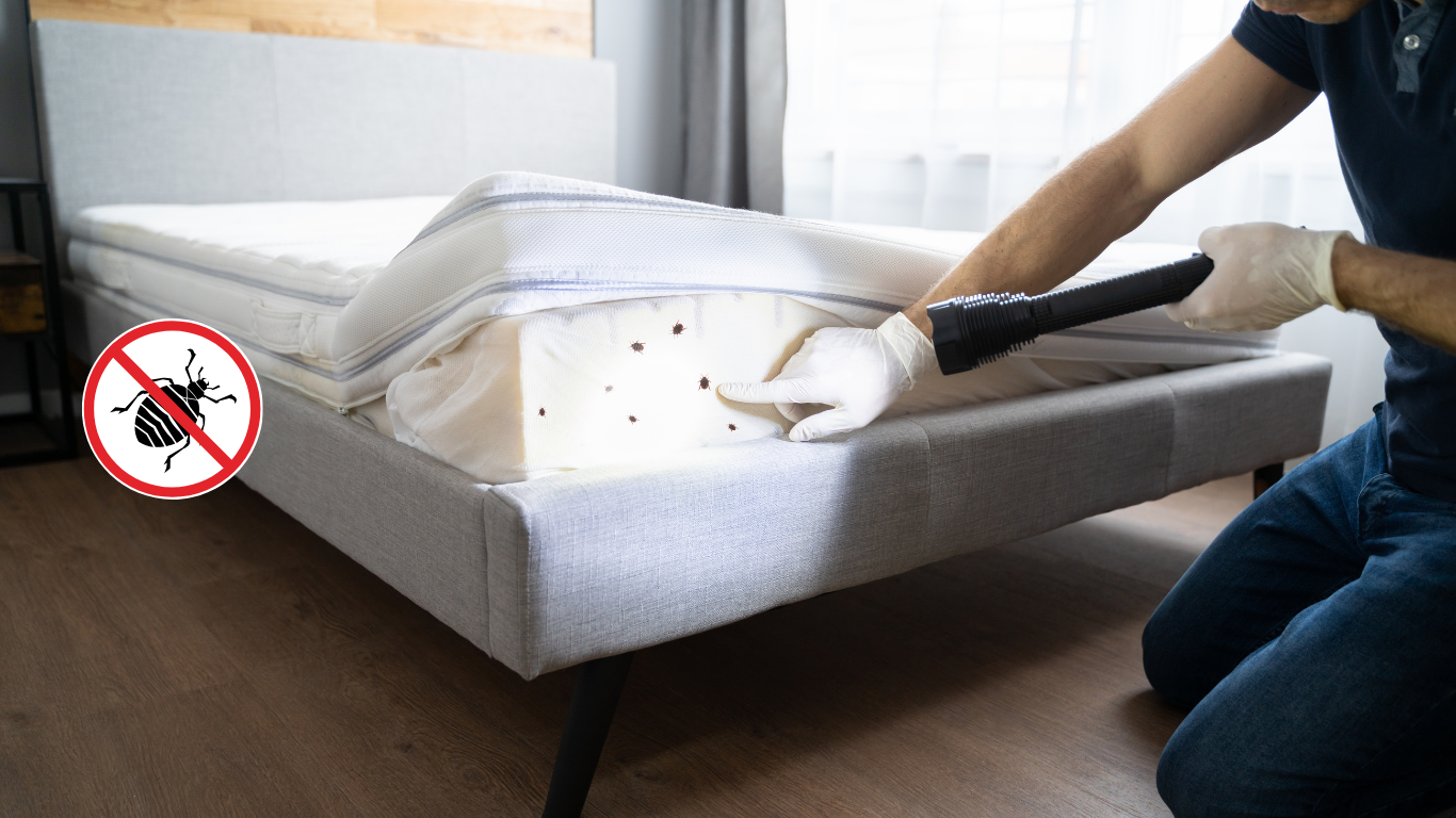 Bed Bugs &amp; Pest Infestations