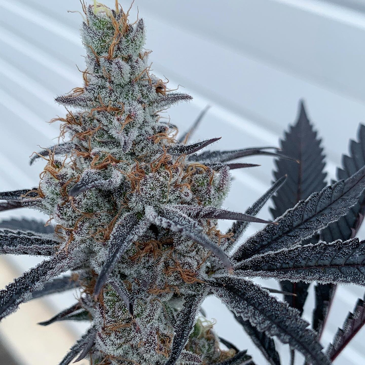 Terple is a new one from us! We are super impressed with her. She is a cross between Tropicana and Slurricane. Smells like Hawaiian Punch! Bred by @inhousegenetics_official