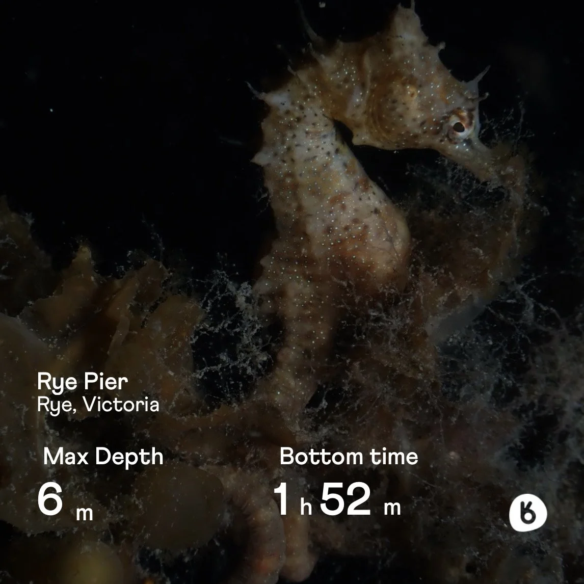 Share your adventures for all your buddies to explore.

Dive logs on Buddy can be customized with the &lsquo;Sharebuilder&rsquo; to easily share to your socials.

You can choose between your photos, satellite image of your site, or even Buddy backgro