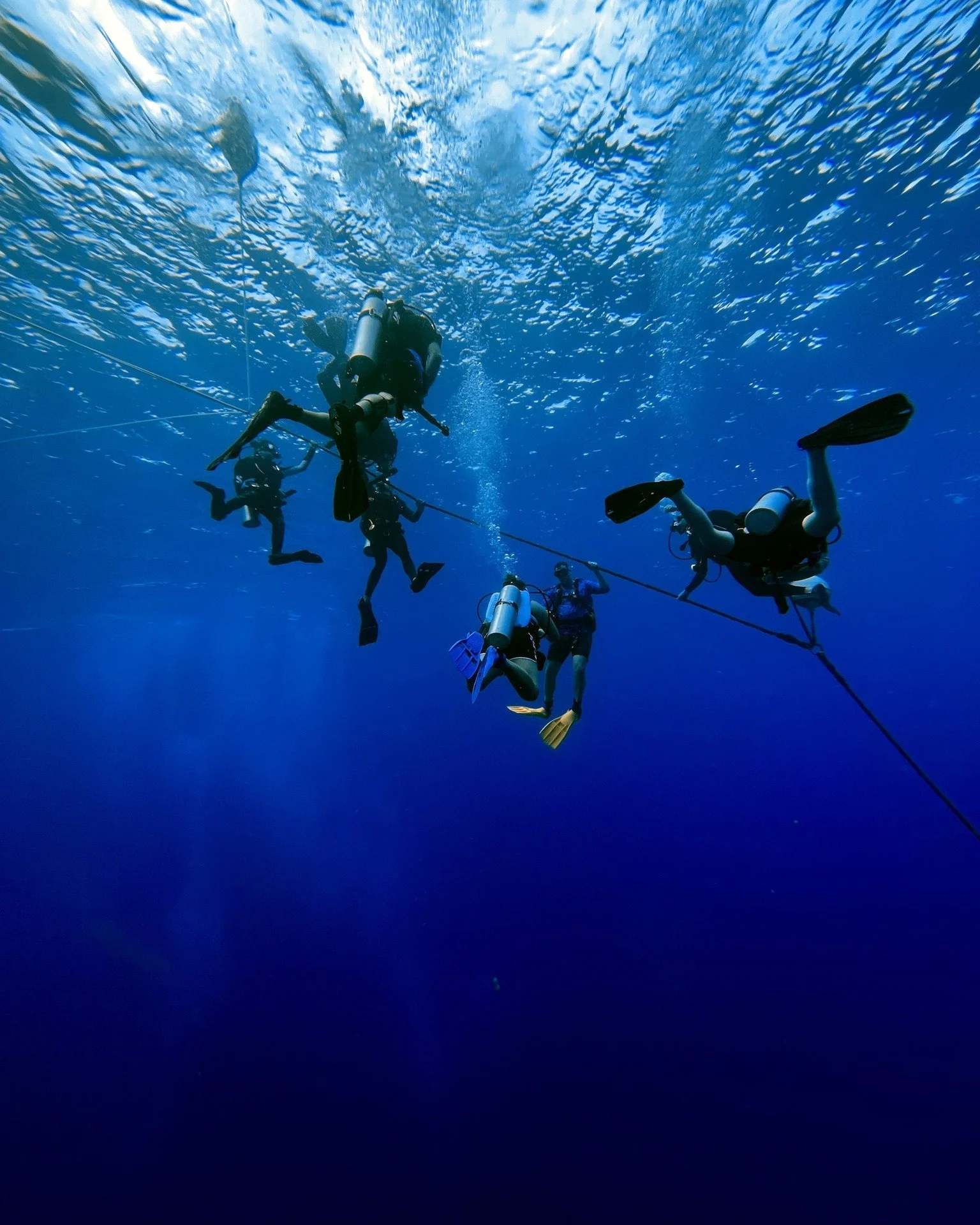 Safety stop views with Buddies. 💙

What do you do to pass the safety stop time? 🐋

#divewithbuddy #scubadiving #ocean #underwater #scuba #bookwithbuddy #diveshops #hawaii