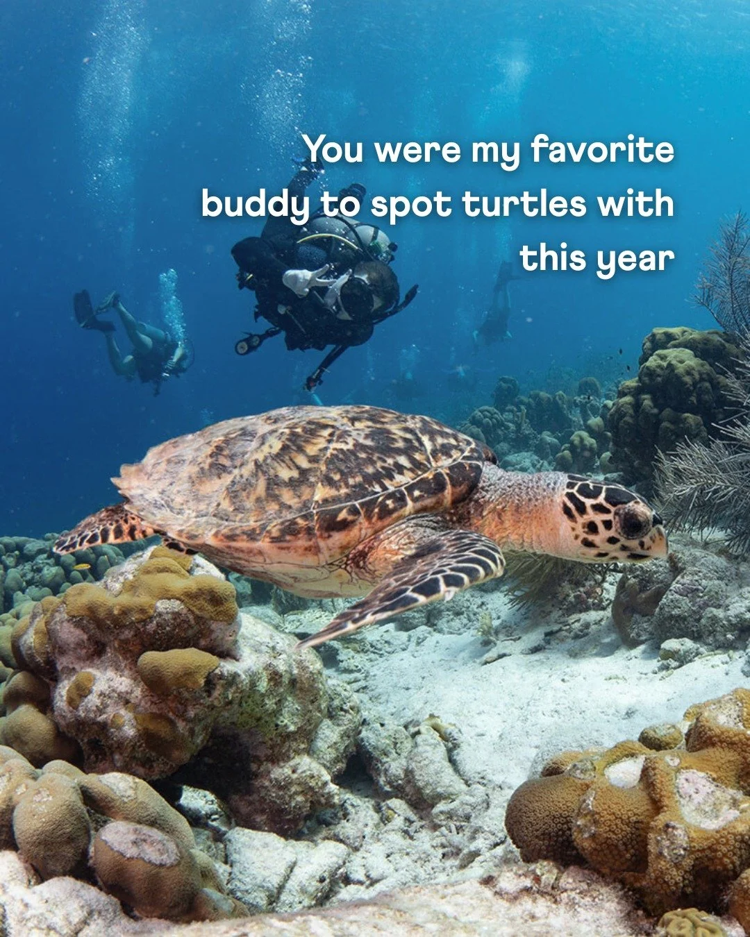 From quiet moments cruising with turtles to wide-eyed surface smiles...some of our best memories this year.

Grateful for every turtle sighting, and even more for the buddies we shared them with. 💙

Tag your favorite dive buddy 

#divewithbuddy #div