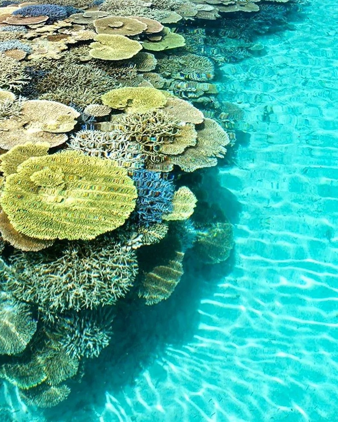 📍What&rsquo;s your dream dive destination?

They say you never forget your first dive&mdash;but what about the one that steals your heart?

One of ours was French Polynesia.

From crystal-clear visibility to coral gardens that stretch beyond imagina