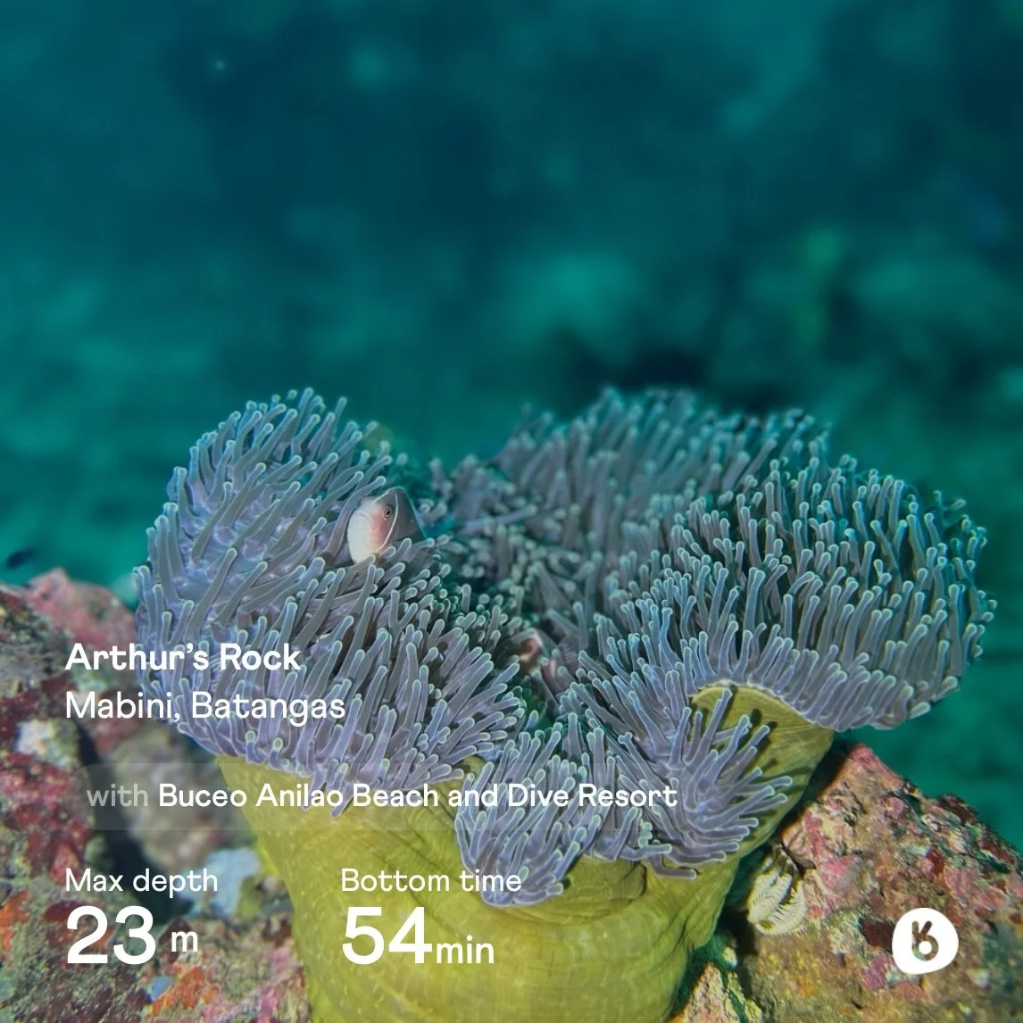 One of our Buddies just logged a dive at Arthur&rsquo;s Rock&hellip;the Philippines never disappoints 🐠✨

This colorful reef is famous for its anemone gardens and macro magic, making every dive feel like a treasure hunt.

📍 Mabini, Batangas, Philip