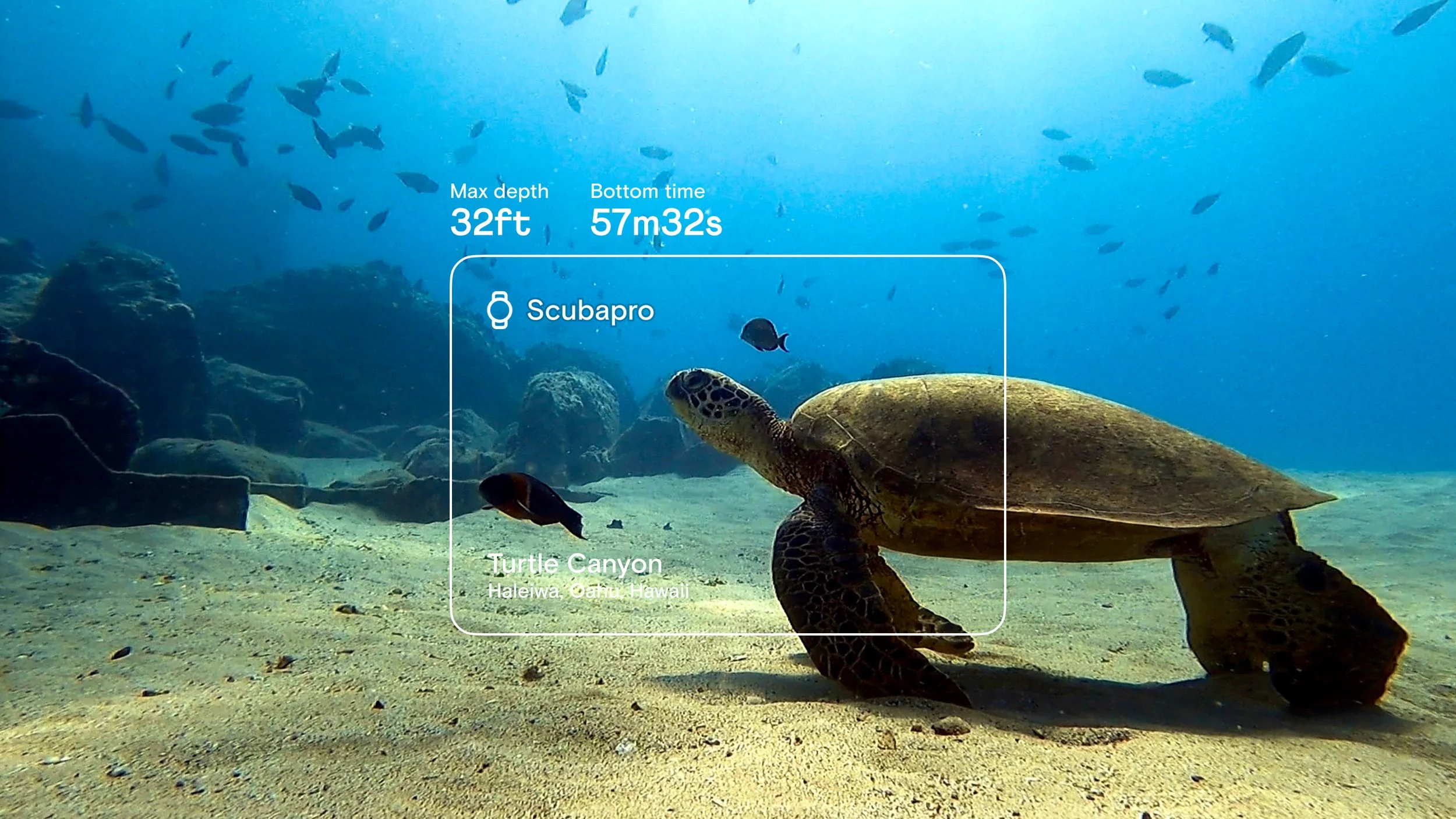 Underwater scene with a turtle and several small fish swimming near rocks and sandy seabed, in Turtle Canyon, Haleiwa, Oahu, Hawaii.