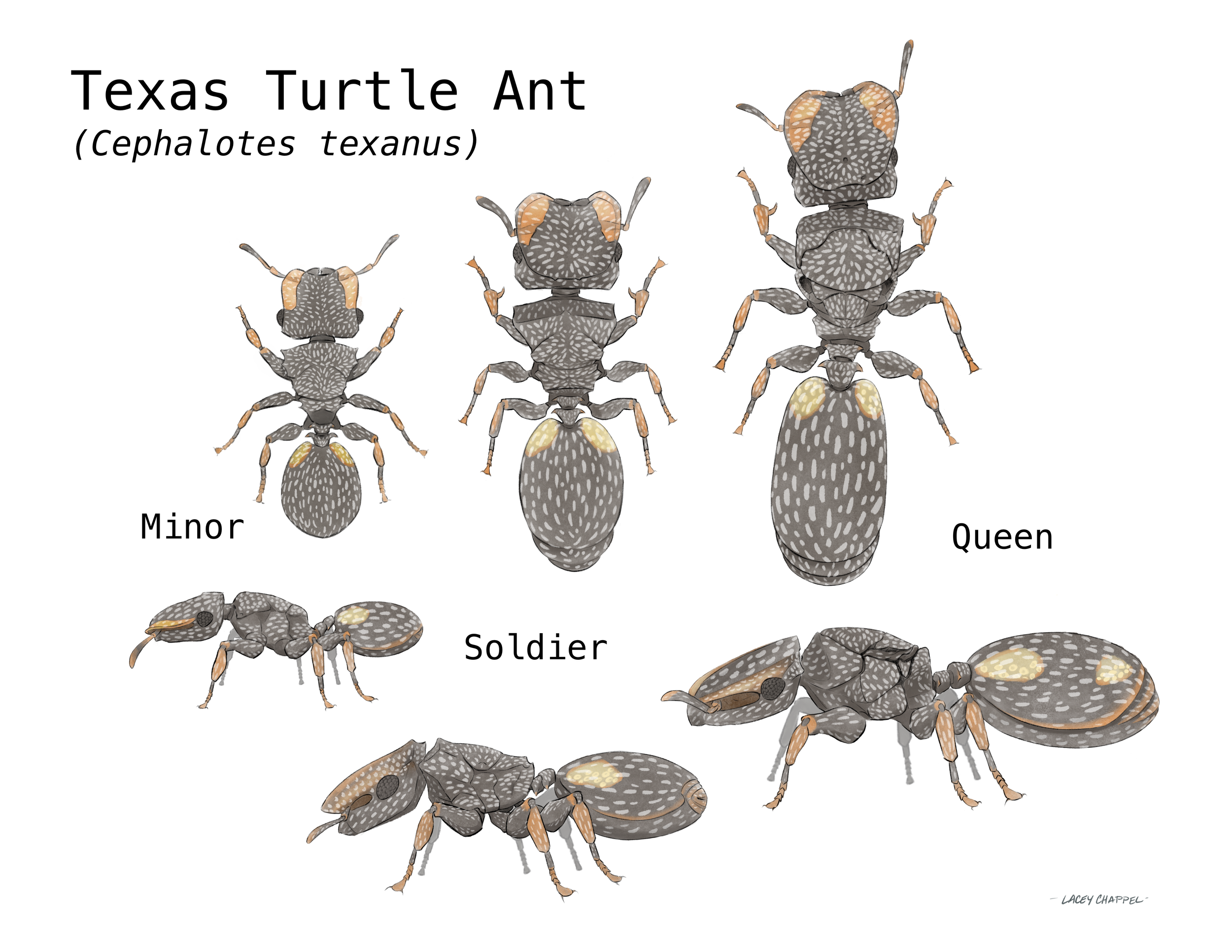 Turtle_Ant_Above_and_Side_Clean copy.png