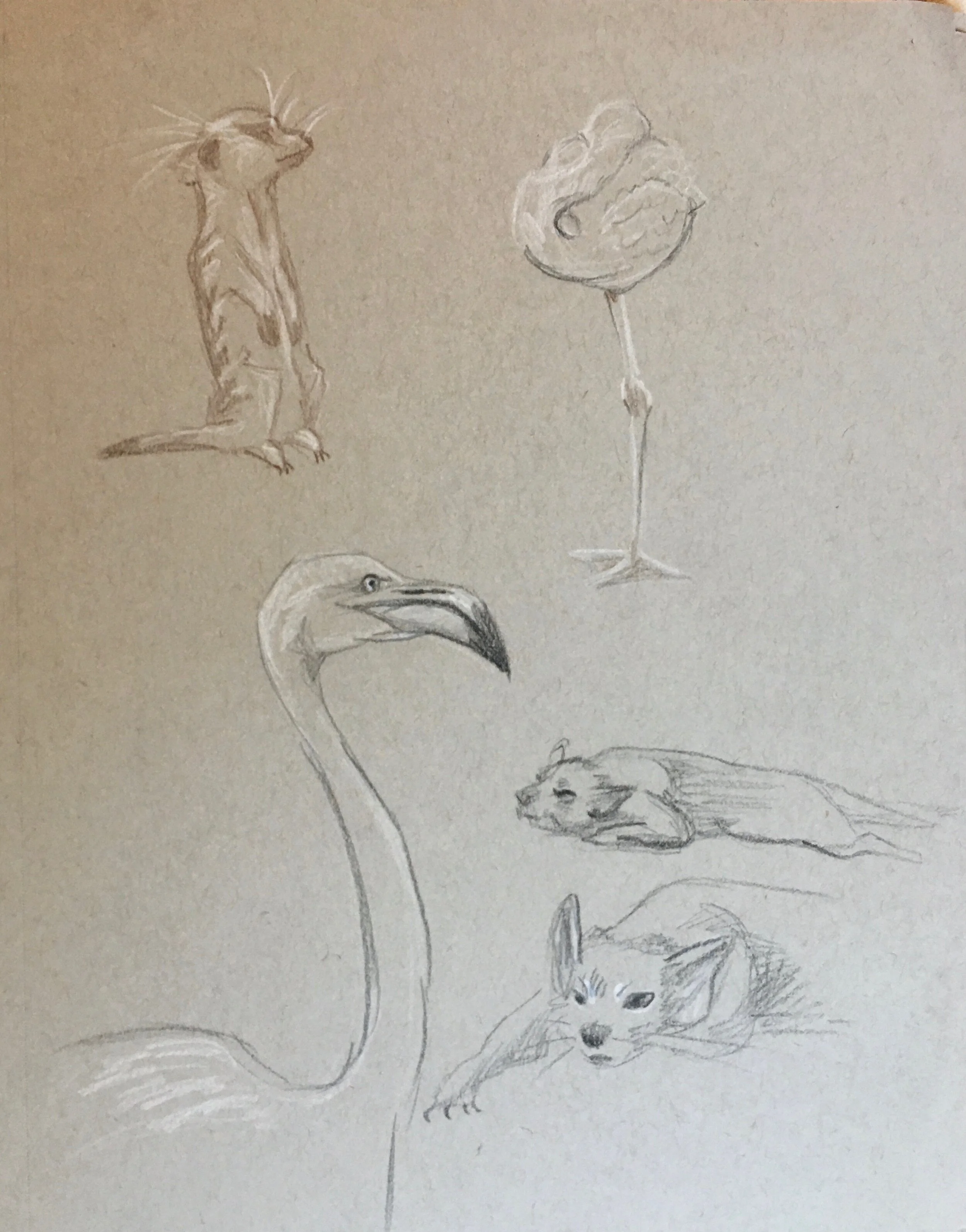 animal_drawing_04.jpeg