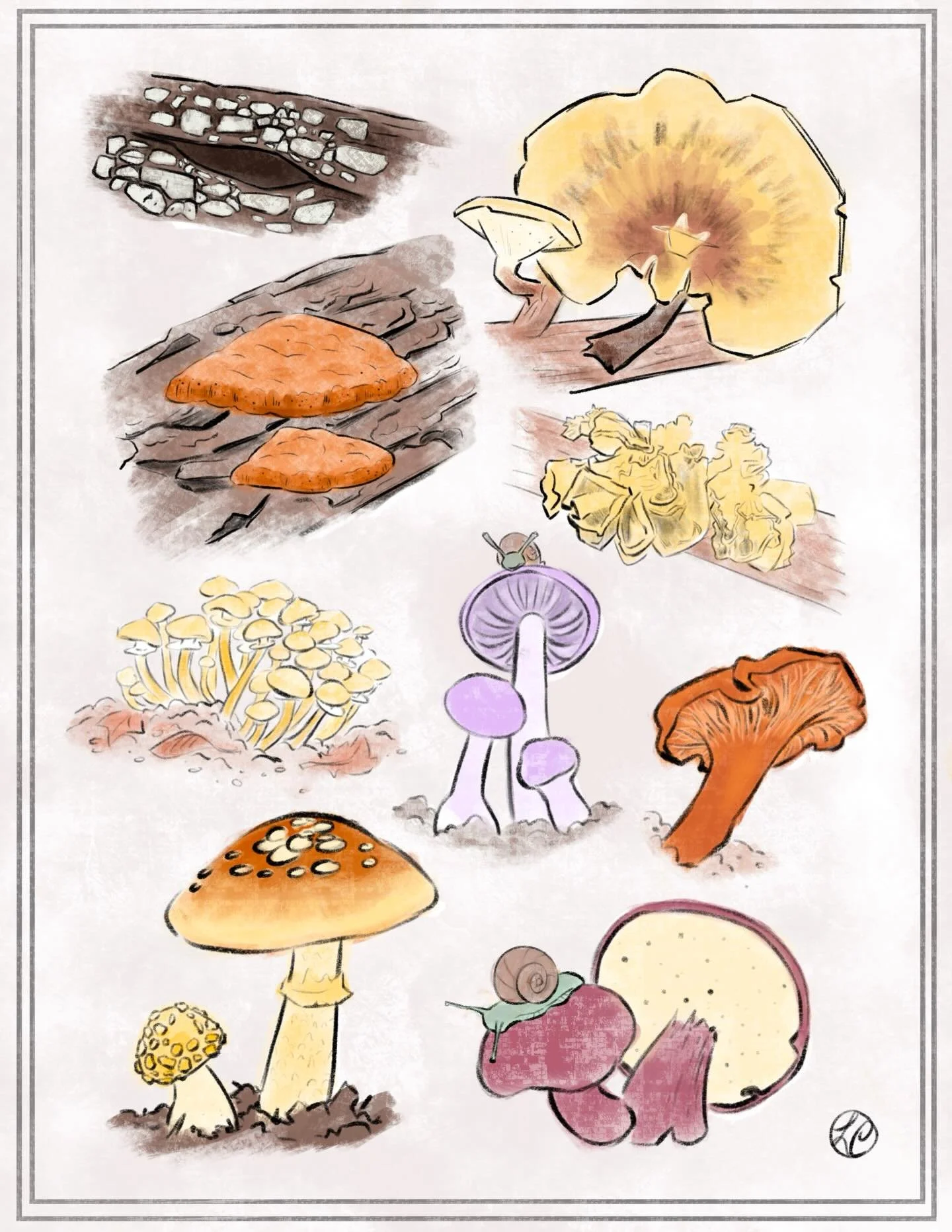 Native mushrooms (and snails) of New Jersey 🍄 🍄&zwj;🟫 
#scienceillustration #sciart #scienceposter #illustration