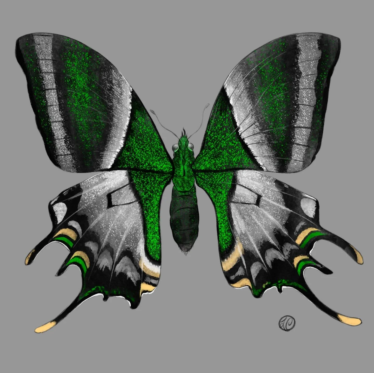 Kaiser-I-Hinds (Teinopalpus) 🦋
#scienceillustration #naturalhistorymuseumlosangeles #butterflies #illustration #procreate