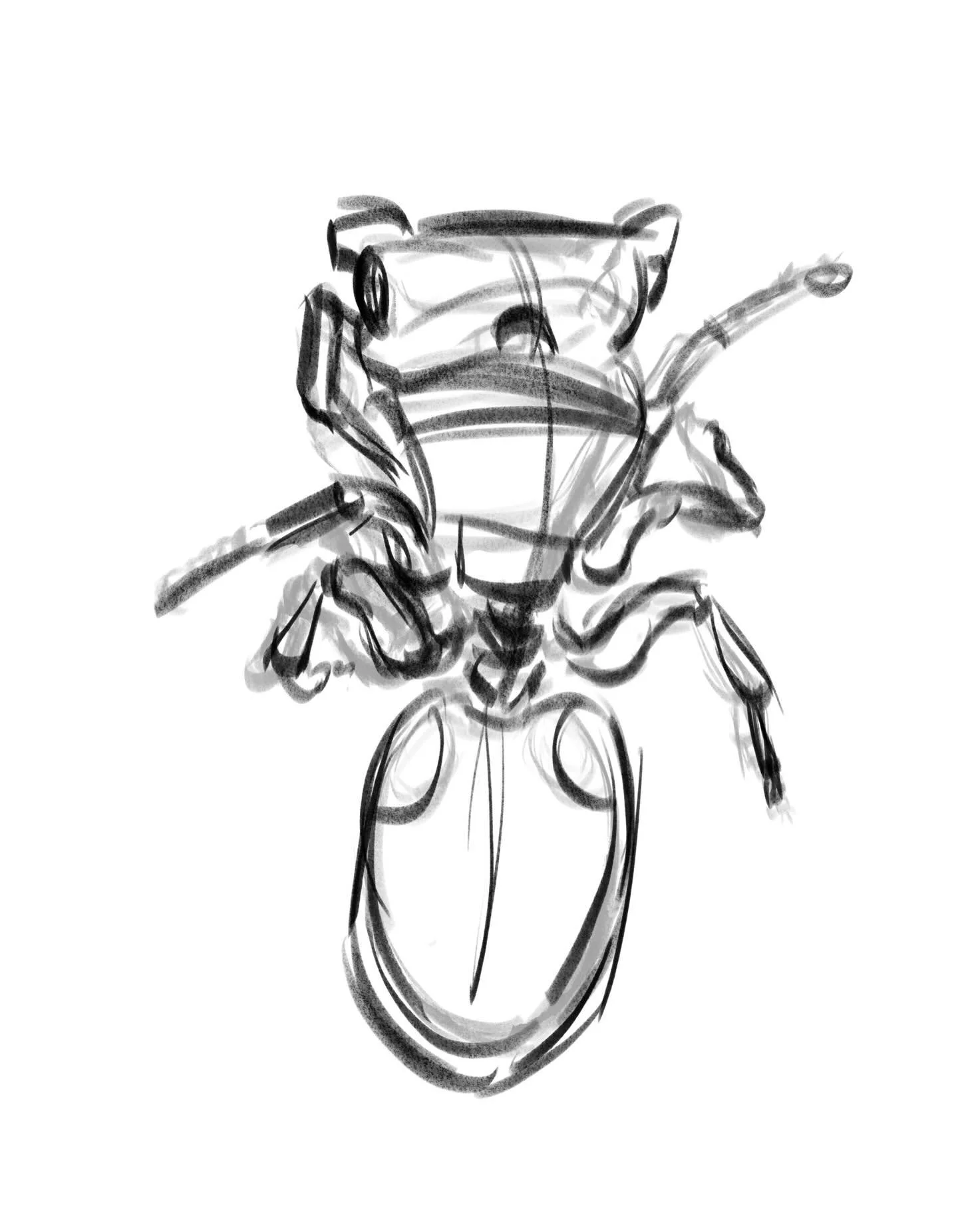 Texas turtle ant sketches 🐜
#scienceillustration #procreate #illustration #sketch storyartist #sciart