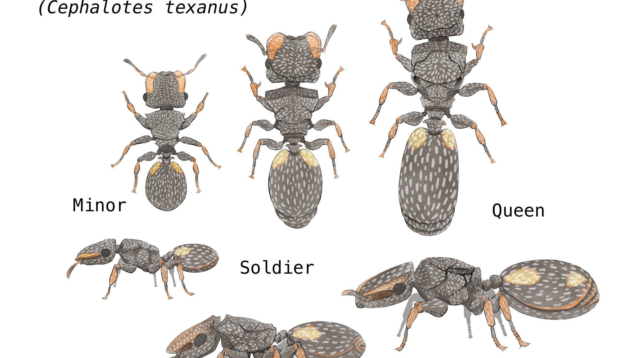 I recently made these Texas Turtle Ant caste illustrations for the assistant entomology curator at the LA Natural History Museum. Fun fact: the top of their heads are flat so they can block the entrance to their nests!🐜

#scienceillustration #sciart