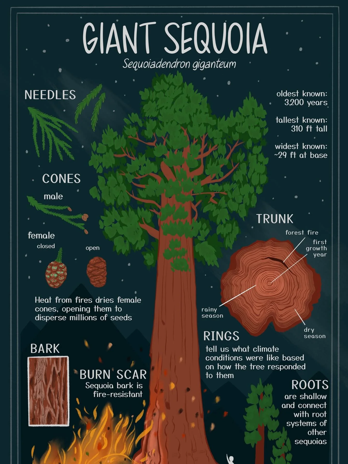I simply can't stop thinking about sequoias (pardon instagram's terrible cropping limit)
#sciart #scienceillustration #nationalparks #infographicdesign #nationalparksservice