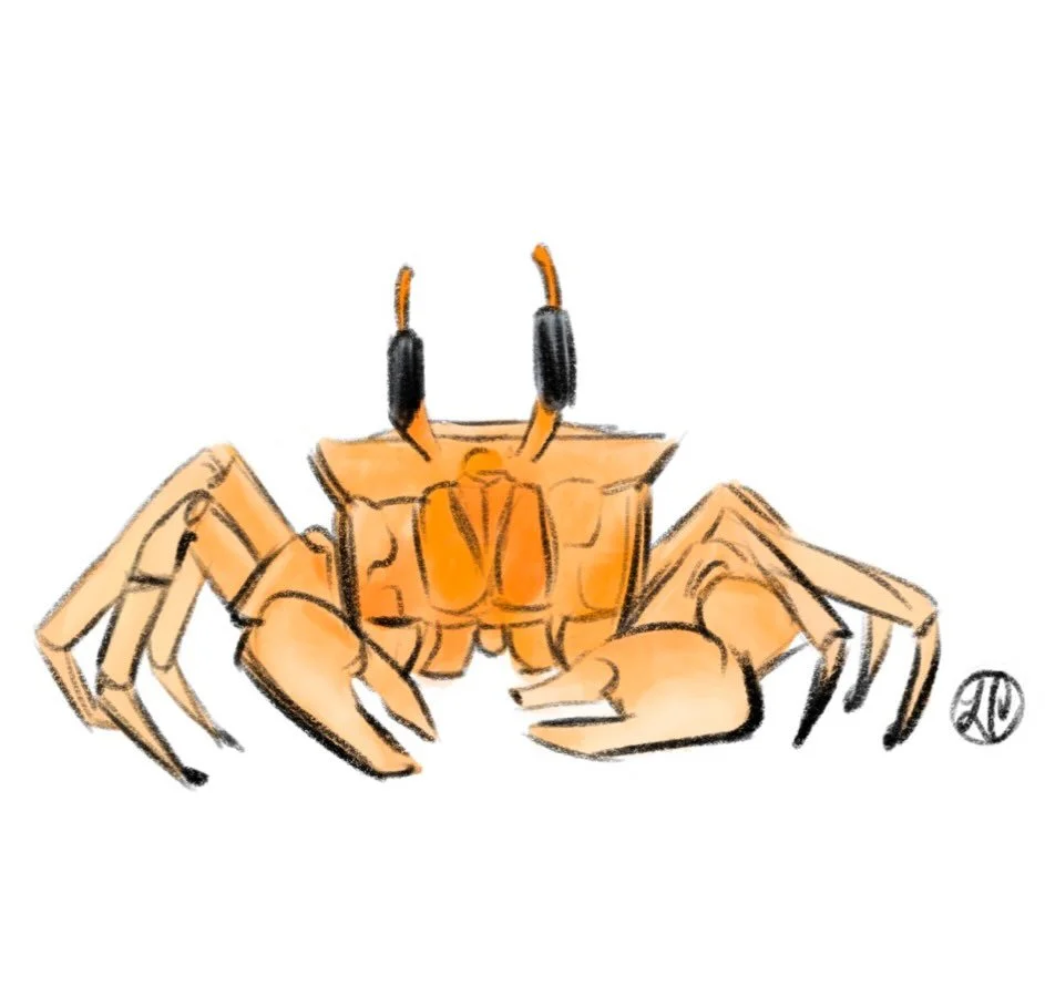 🦀 Feeling crabby

#crabart #wildlifeart #scienceart #scienceillustration #artistsoninstagram