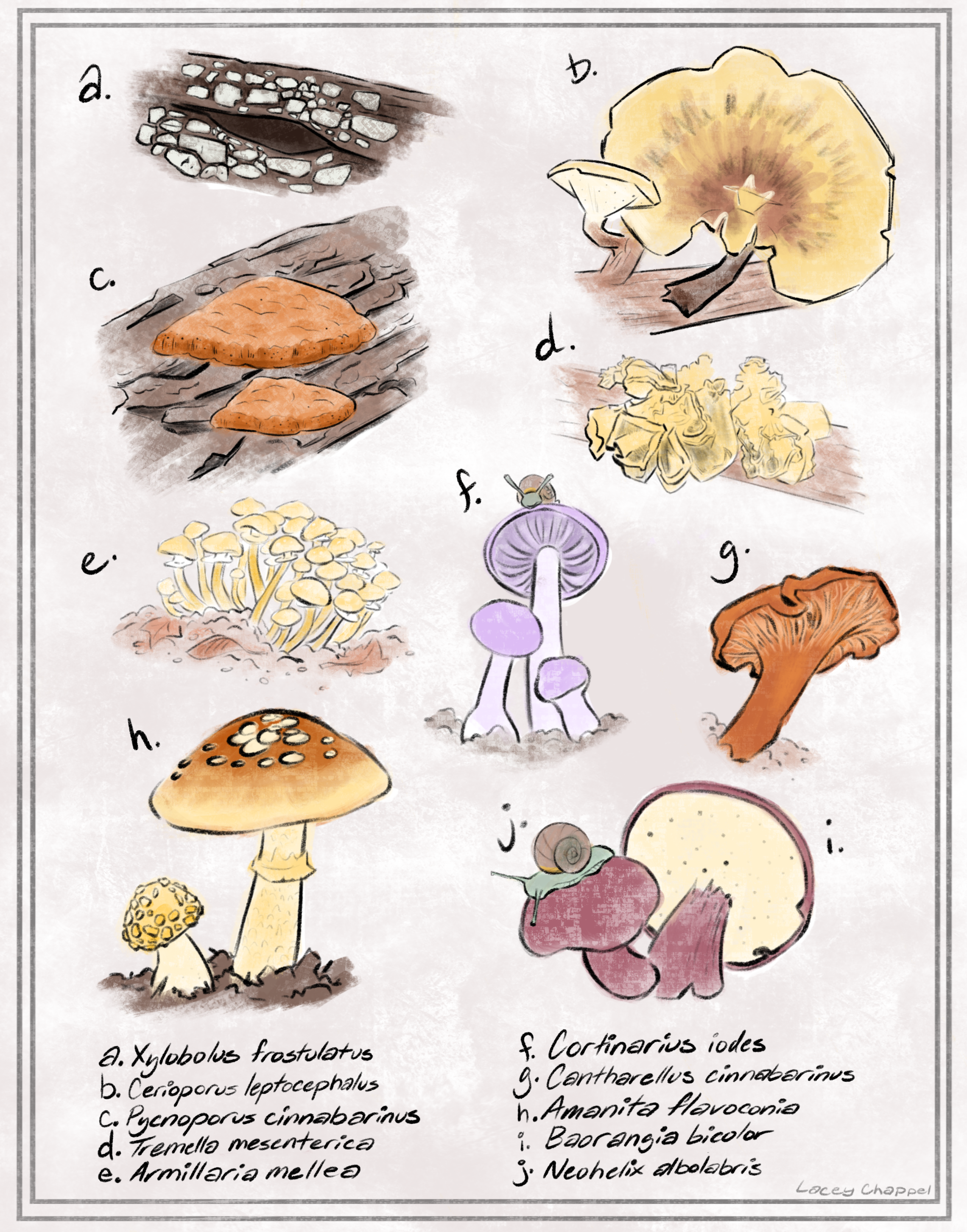 Native Mushrooms of New Jersey Poster (2026)