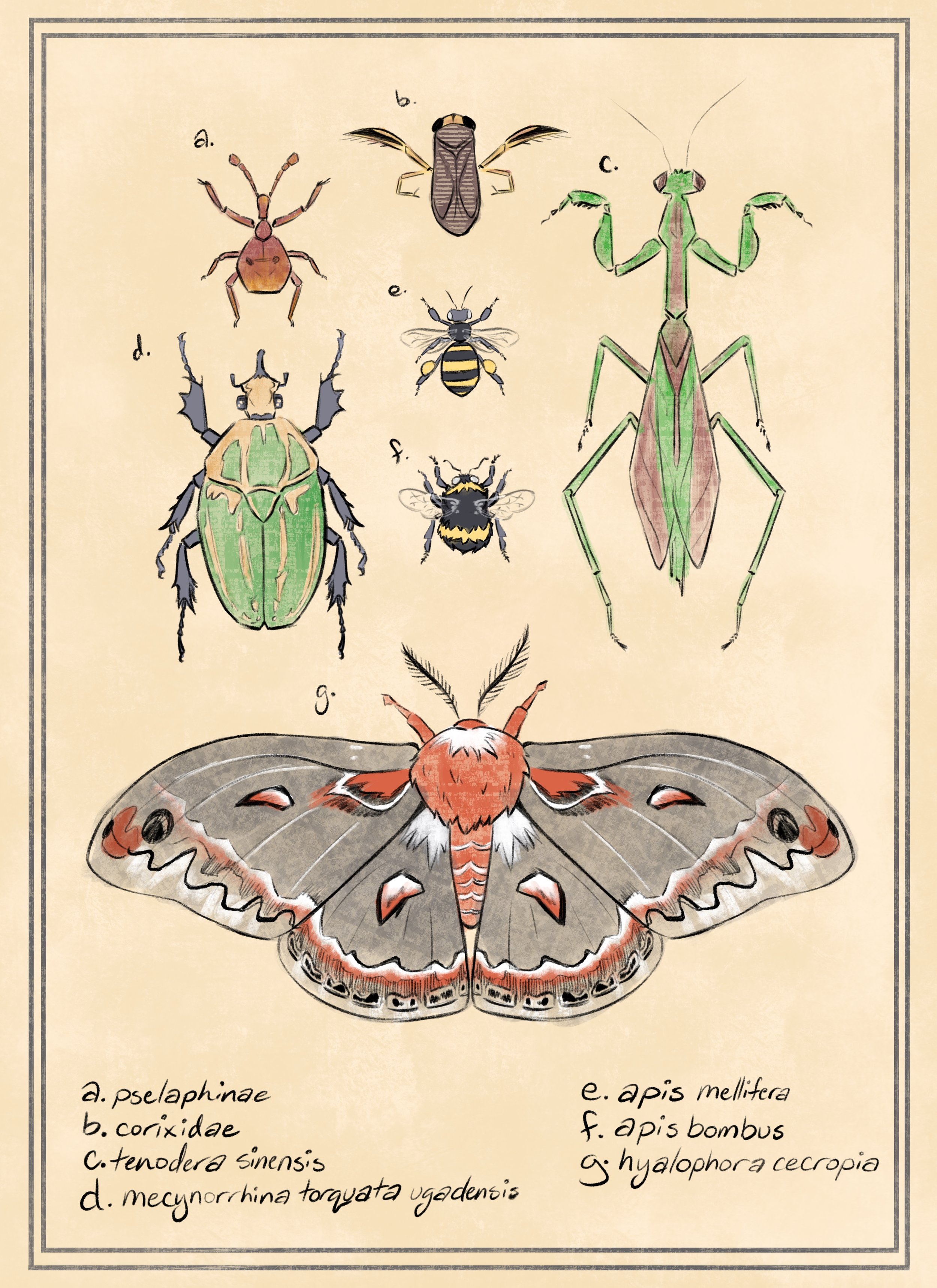 My Favorite Bugs Poster (2025)