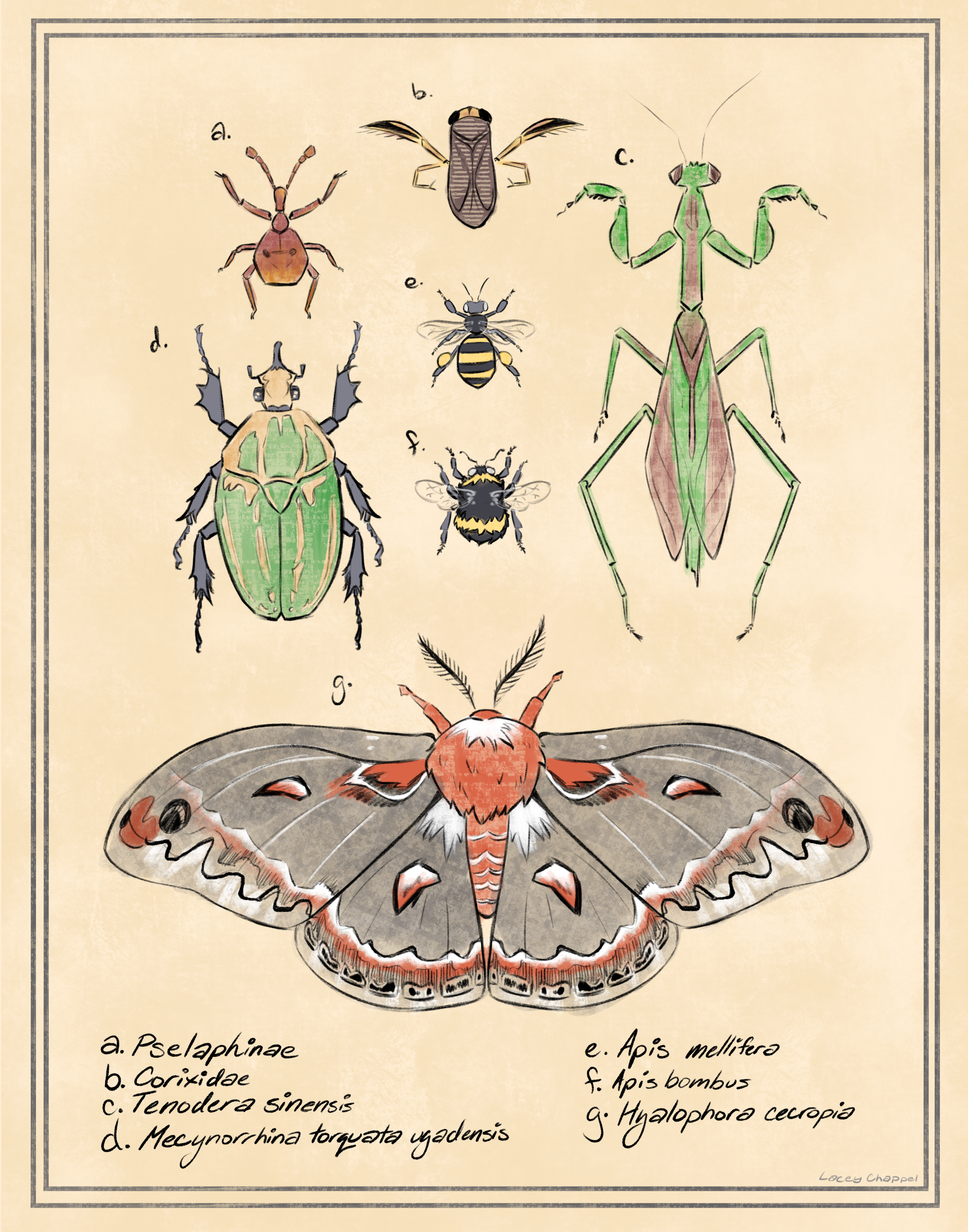 Insect Poster (2025)