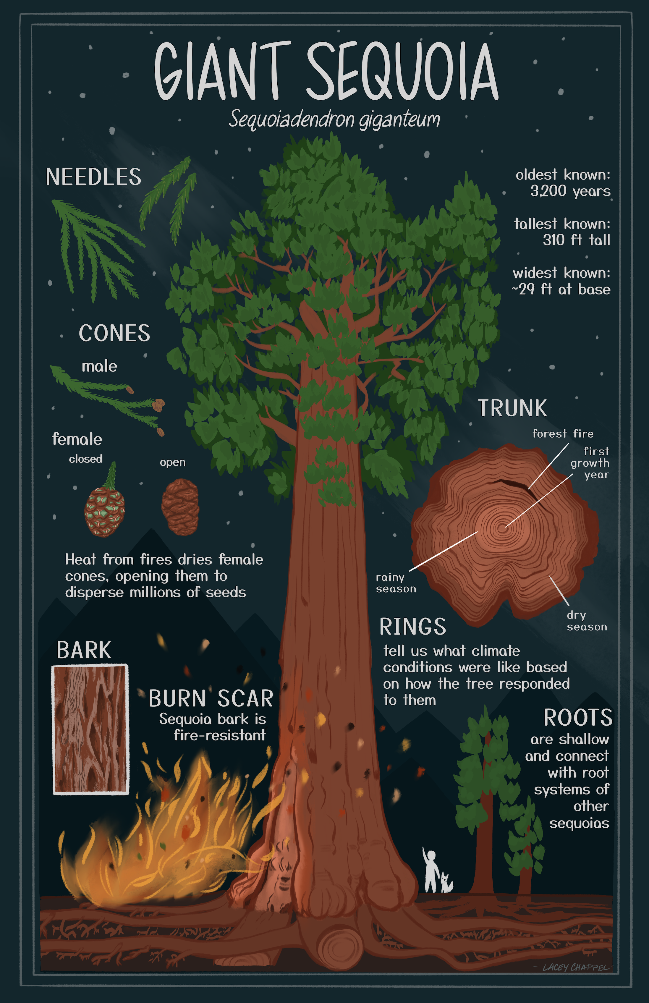 Giant Sequoia Diagram Poster (2026)