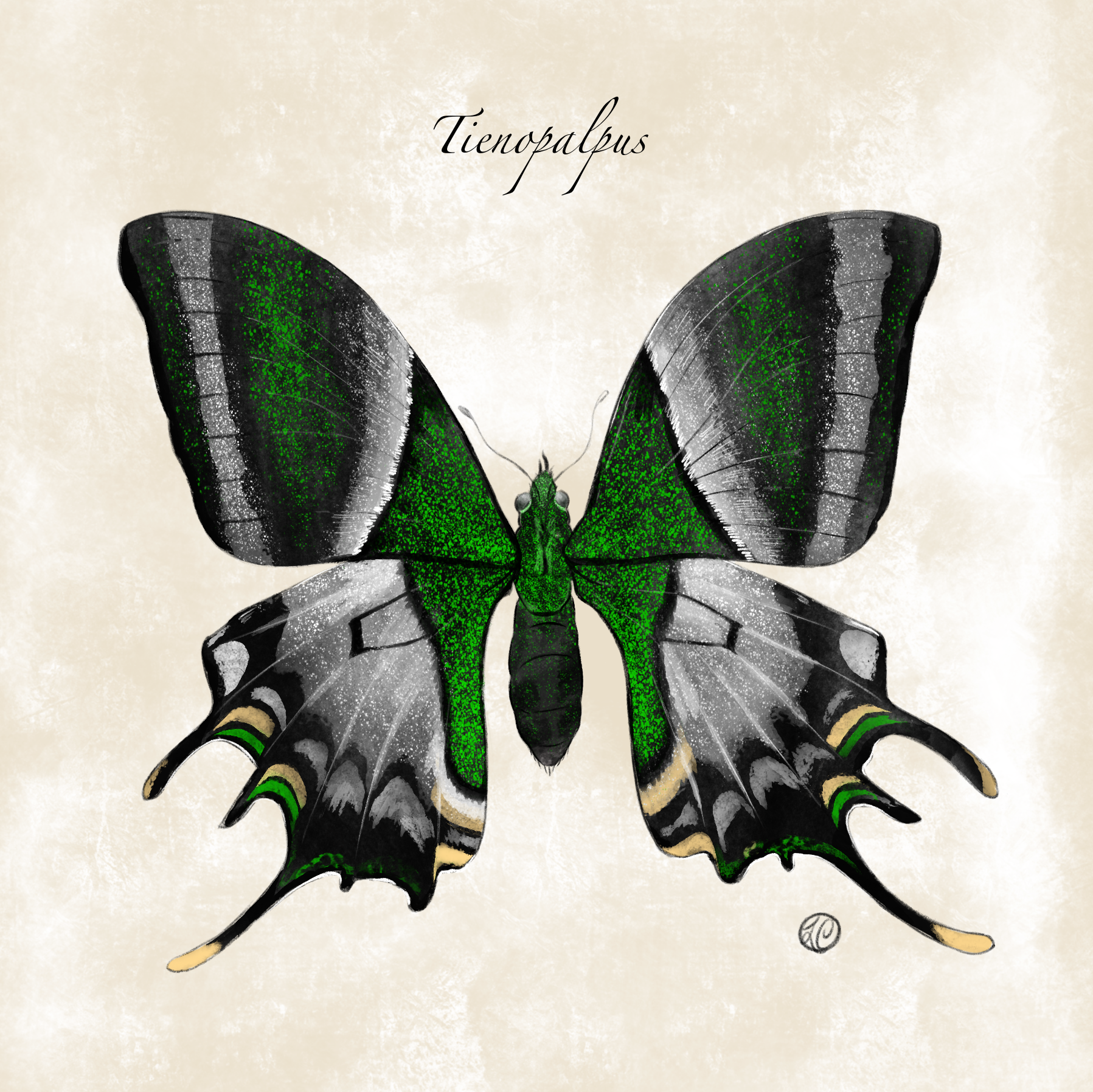 Butterfly Drawing from LA Natural History Museum Collection (2026)