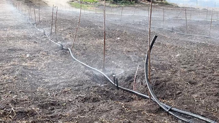 Another micro spray irrigation system delivered to new cherry orchard by our west kelowna ag team!

#dripirrigation #microspray #bcorchards #bcgrowers #bccherries #toroag #rivulis