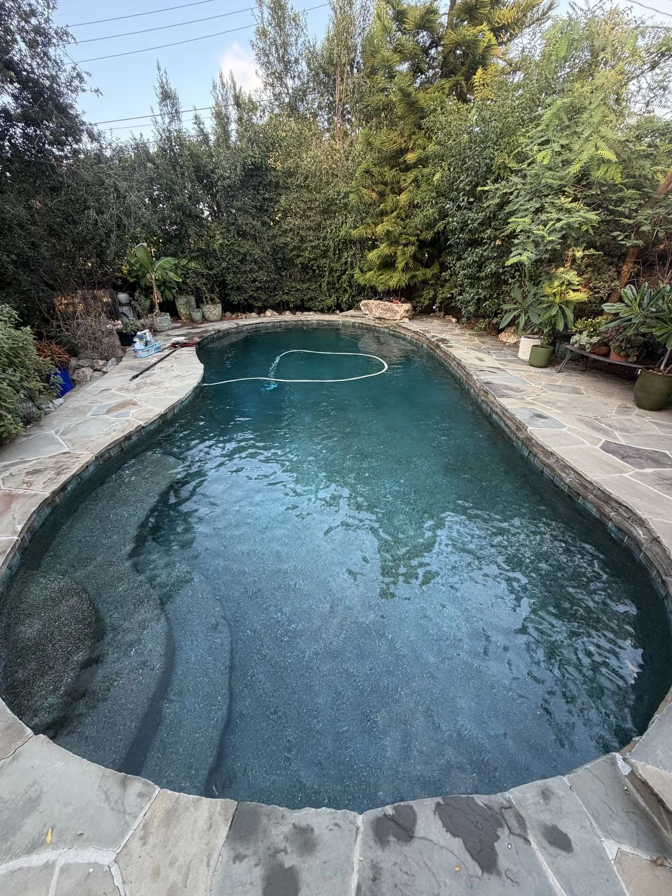 Freeform pool with flagstone coping and lush landscaping, serviced weekly by County Line Pools in Thousand Oaks, CA
