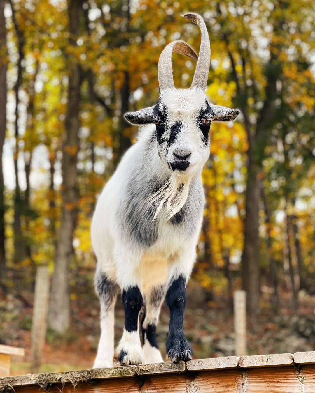 goatsofanarchy_248826576_2025940650914852_1519183977152744799_n.jpg