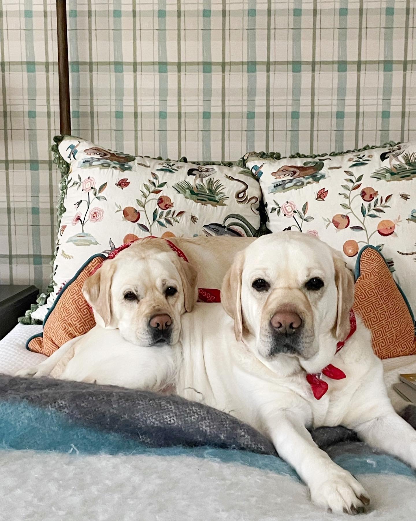 Happy &ldquo;National Pet Day&rdquo; to my favorite pets 🐶🐶
&bull;
&bull;
&bull;
#whitneydurhaminteriors #labsofinstagram🐾 #nationalpetday #schustagram #littermates