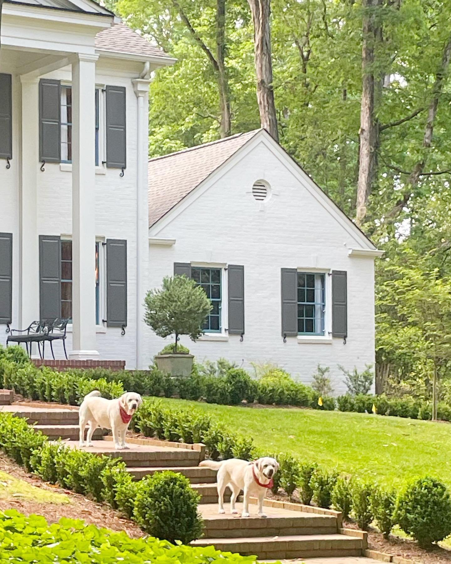 Seeing Double Tonight&hellip; 🐶🐶 
&bull;
&bull;
&bull;
#whitneydurhaminteriors #labsofinstagram #boxwood #boxwoods #exterior #atlantahistorichomes