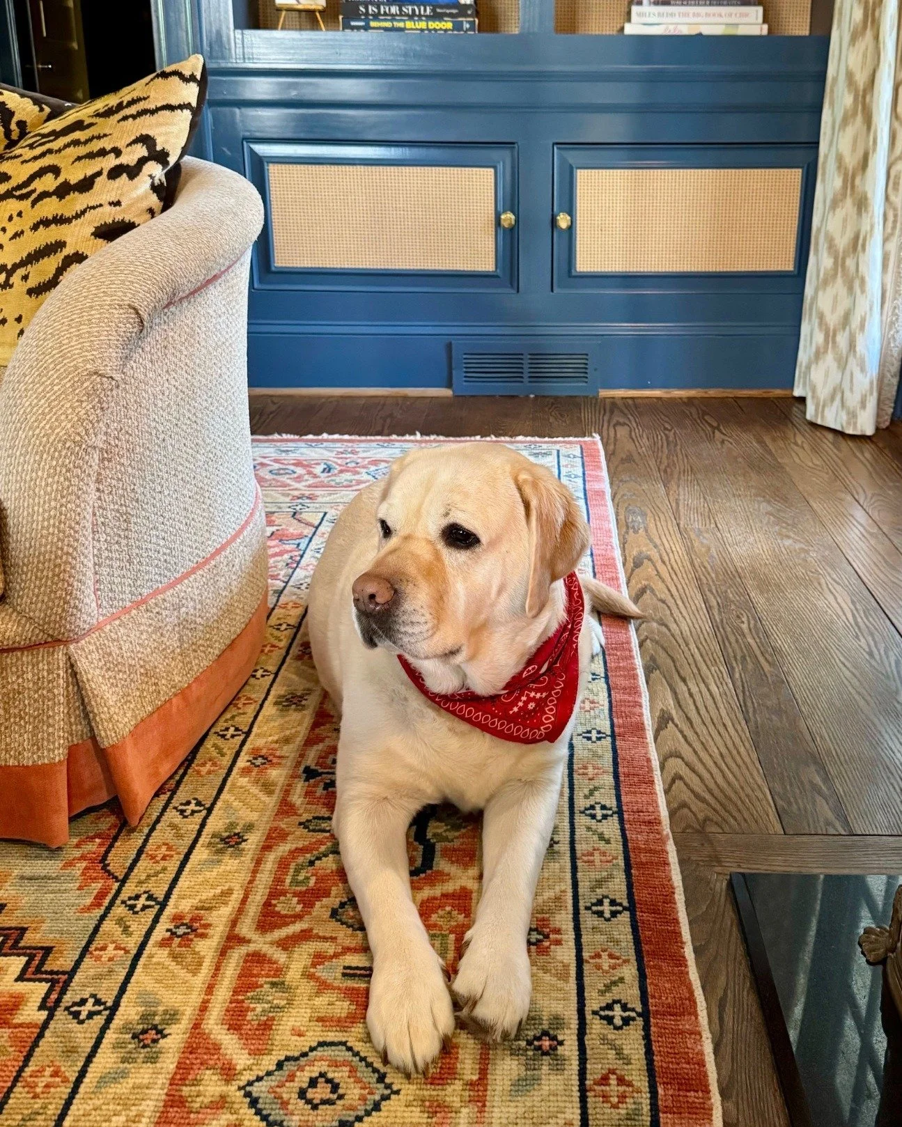 Love is in the air and Gus is absolutely thriving in it.

&bull;
&bull;
&bull;
&bull;
#whitneydurhaminteriors #atlantainteriors #atlantainteriordesigner #edesign #edesigner #interiordesign #interiors #instadesign #interiorstyle #atlantainteriordesign