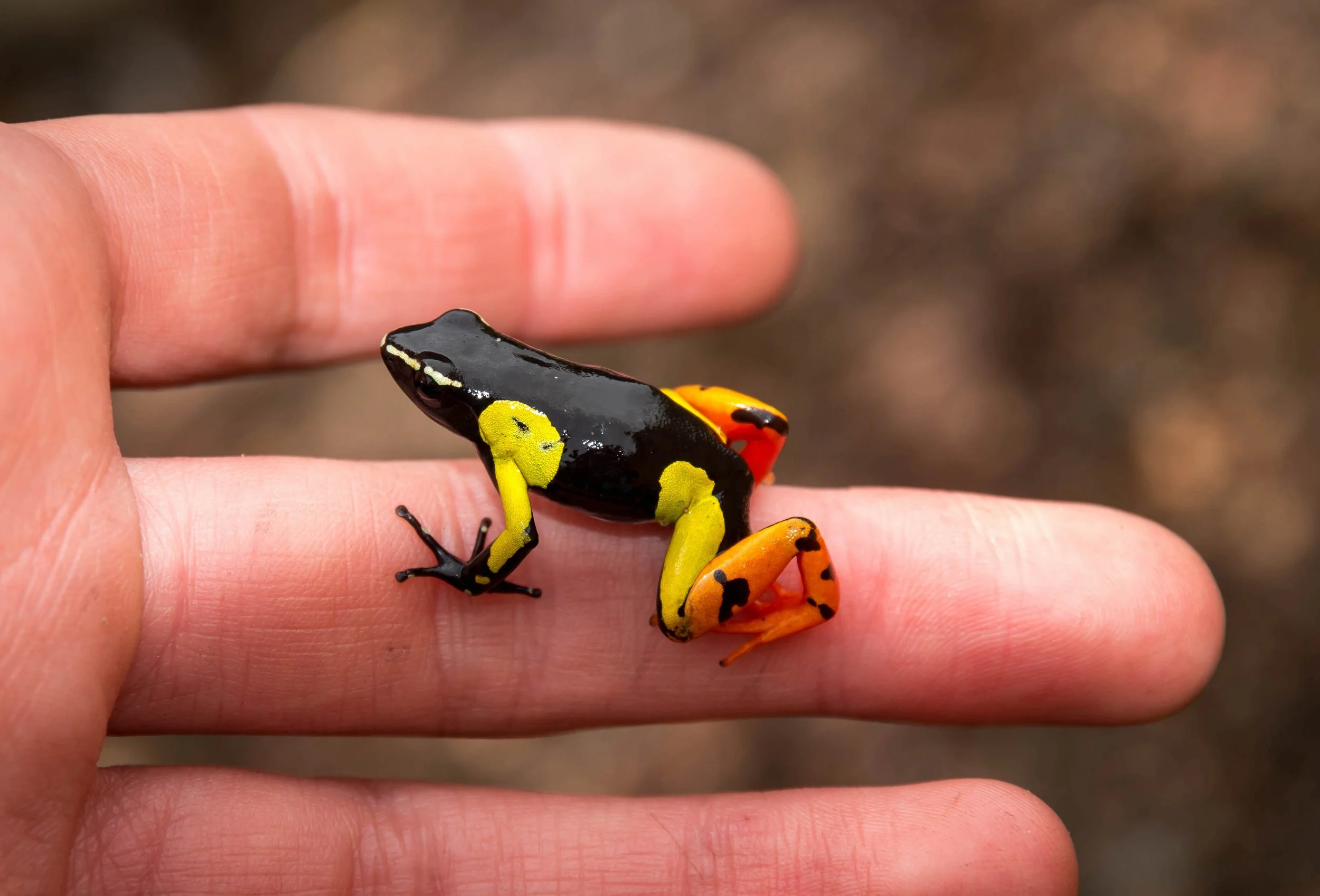 Finding - and catching - frogs the size of a nickel was no easy feat