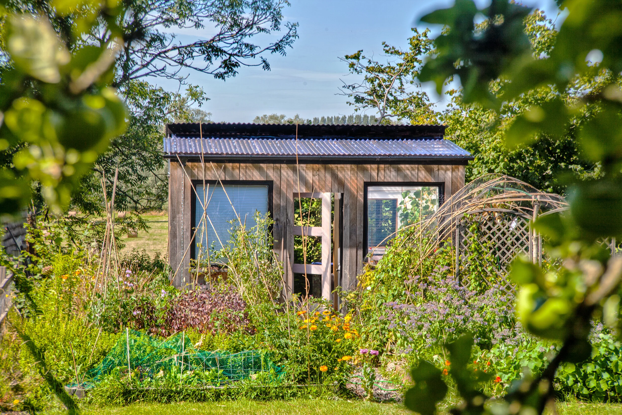 View of a small wooden garden shed with two windows, surrounded by lush garden plants, flowers, and trellises, with a clear blue sky in the background.