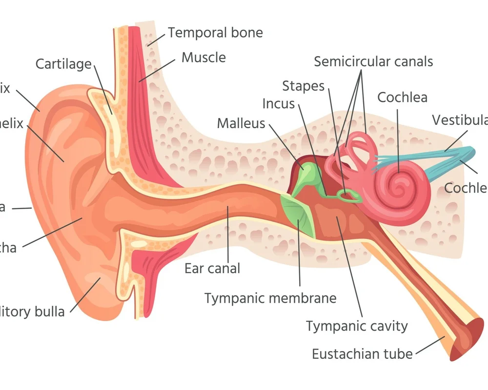 Anatomy and Physiology