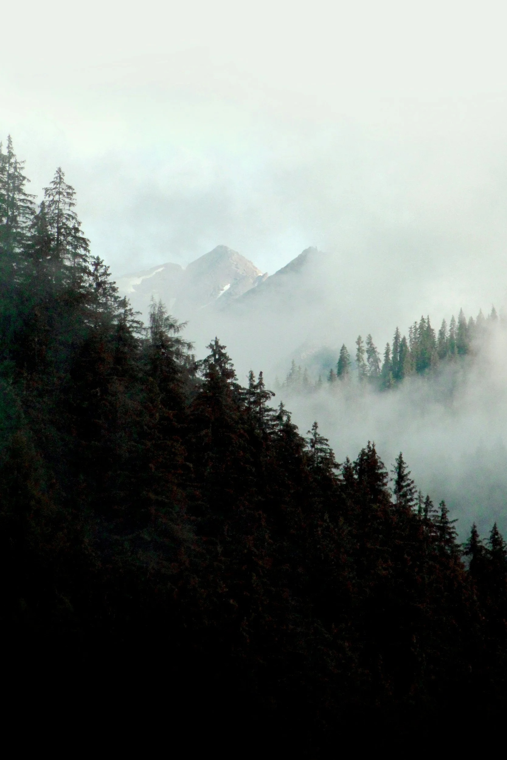 PNW woods in NW PDX